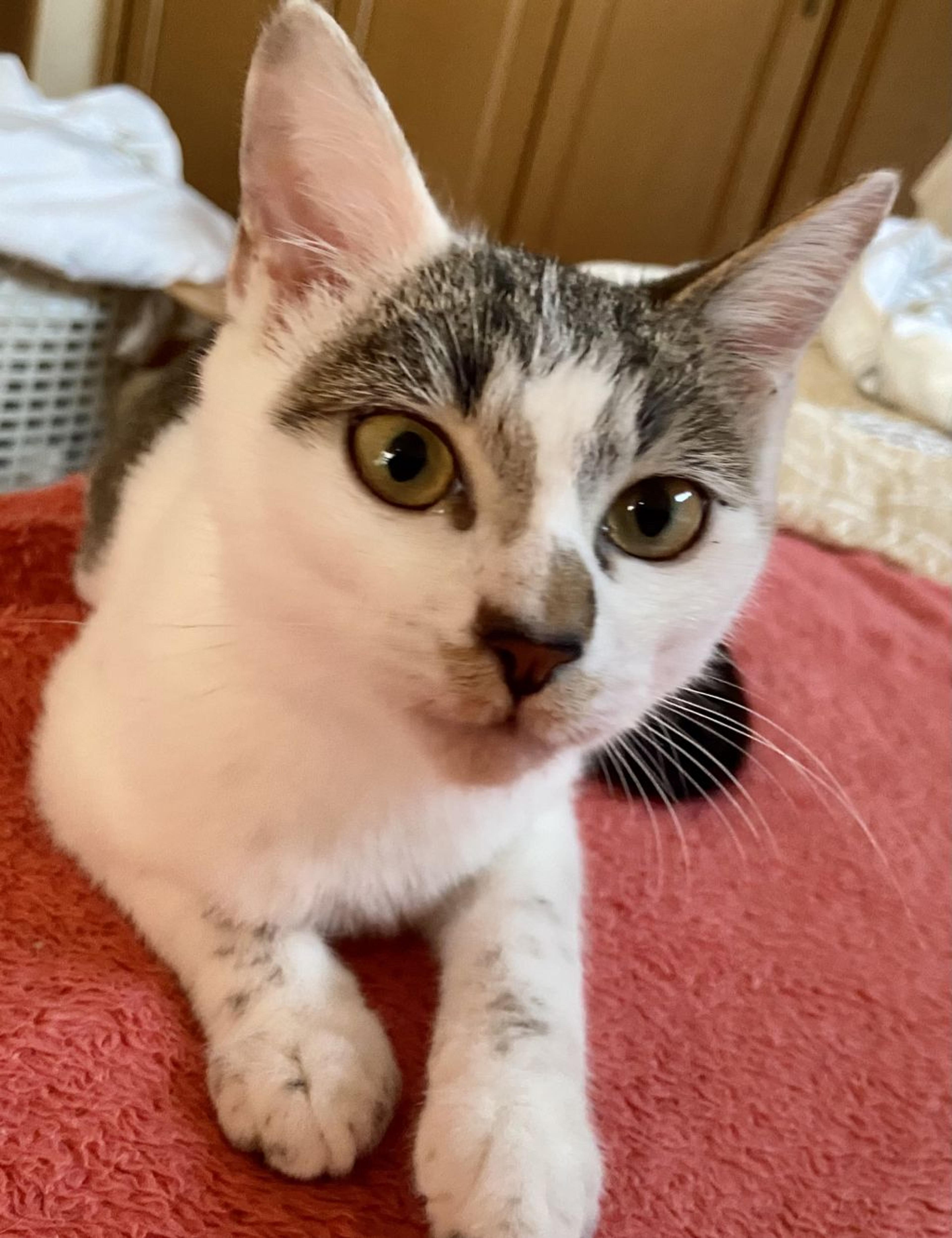 pet-image-3