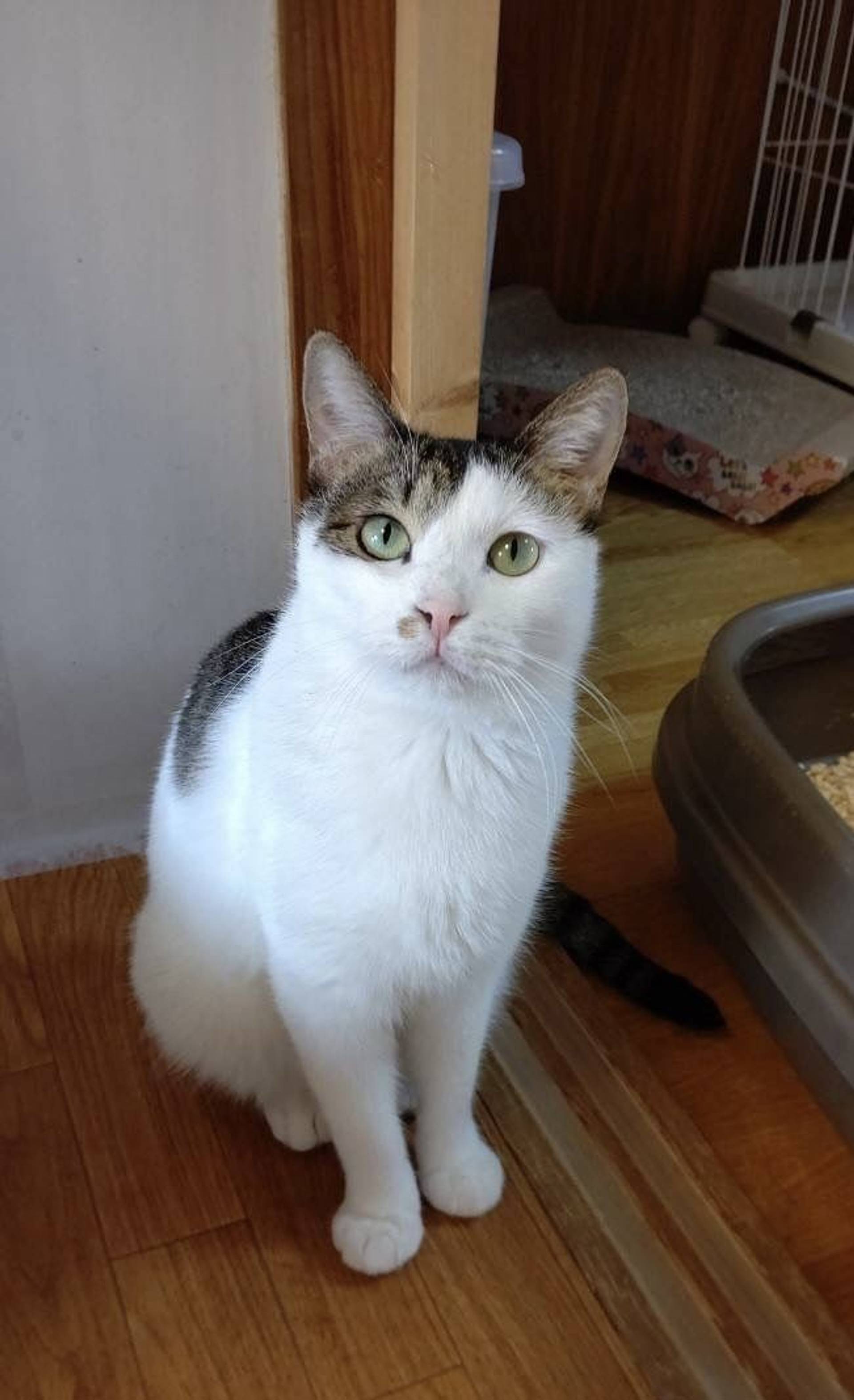 雑種（ミックス猫）・メスの里親募集の写真