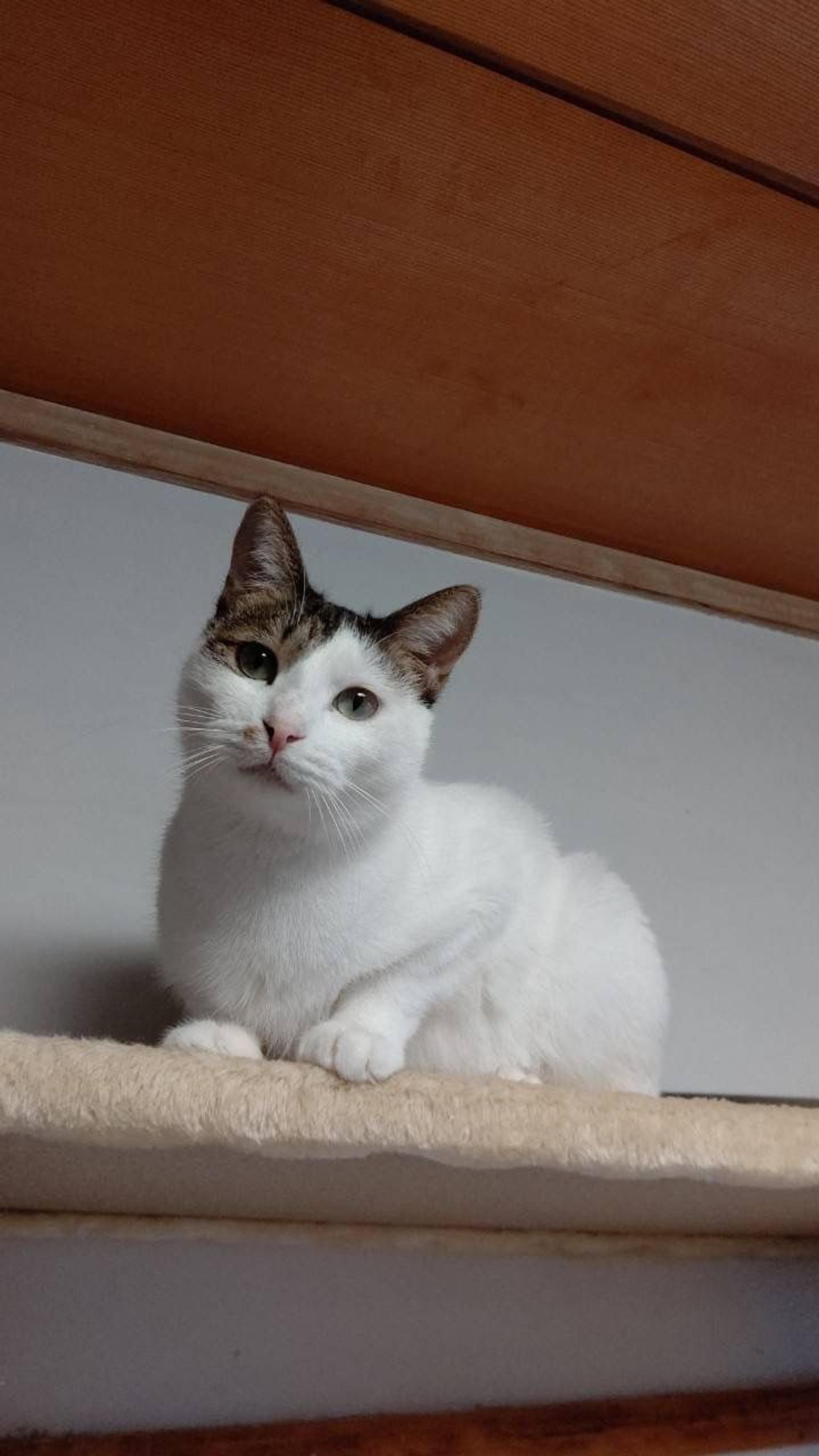 pet-image-3