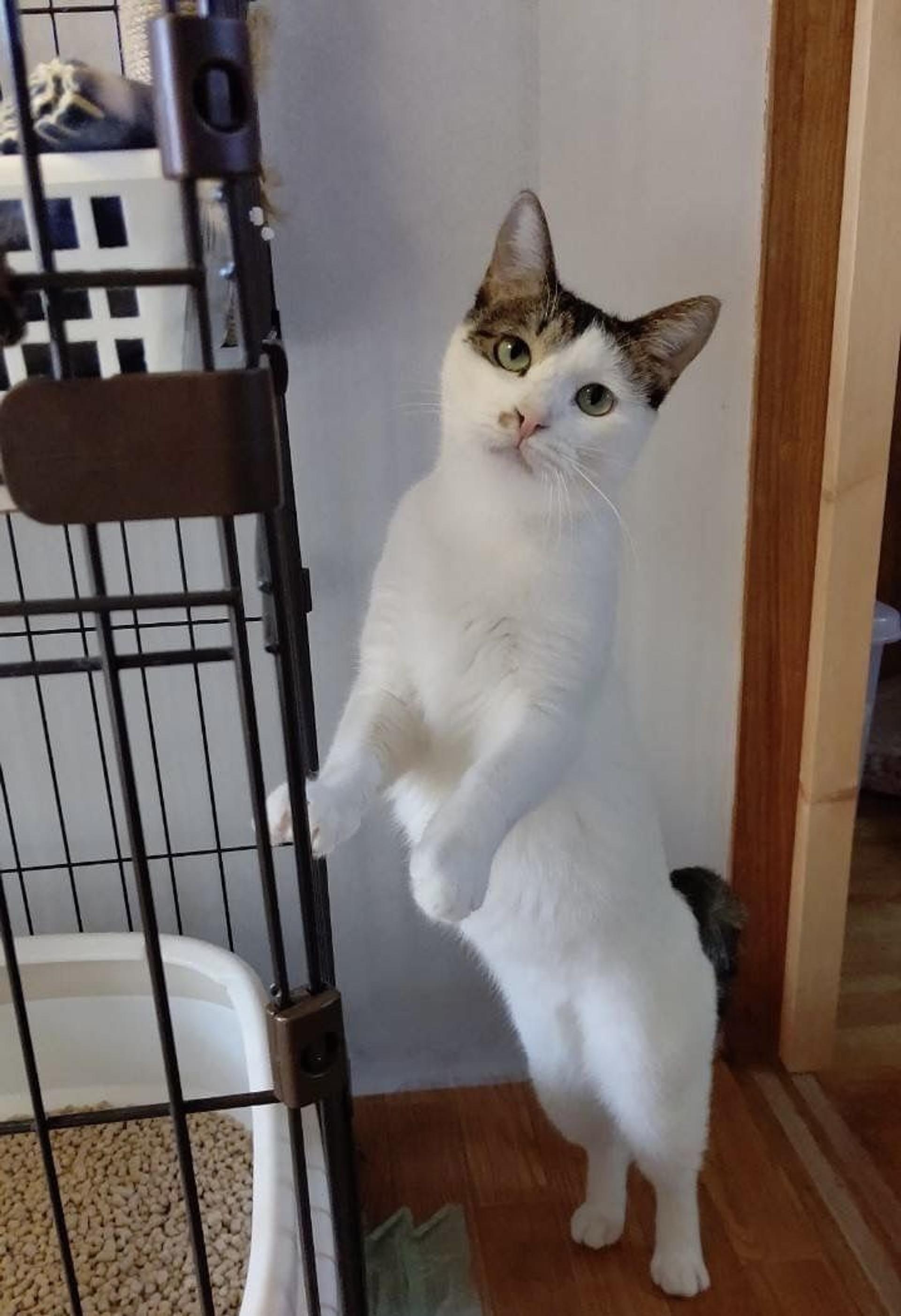 pet-image-9