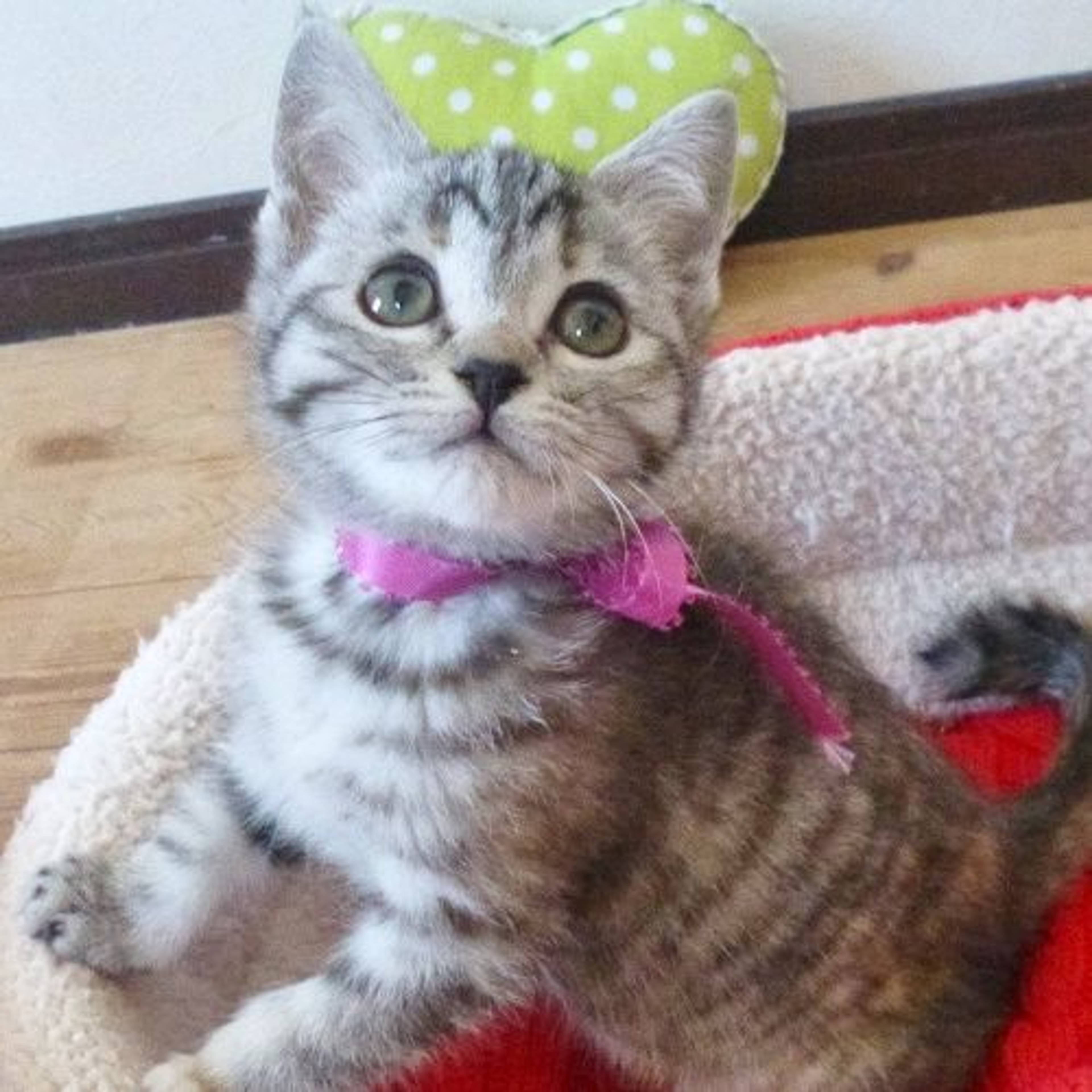 雑種（ミックス猫）・メスの里親募集の写真