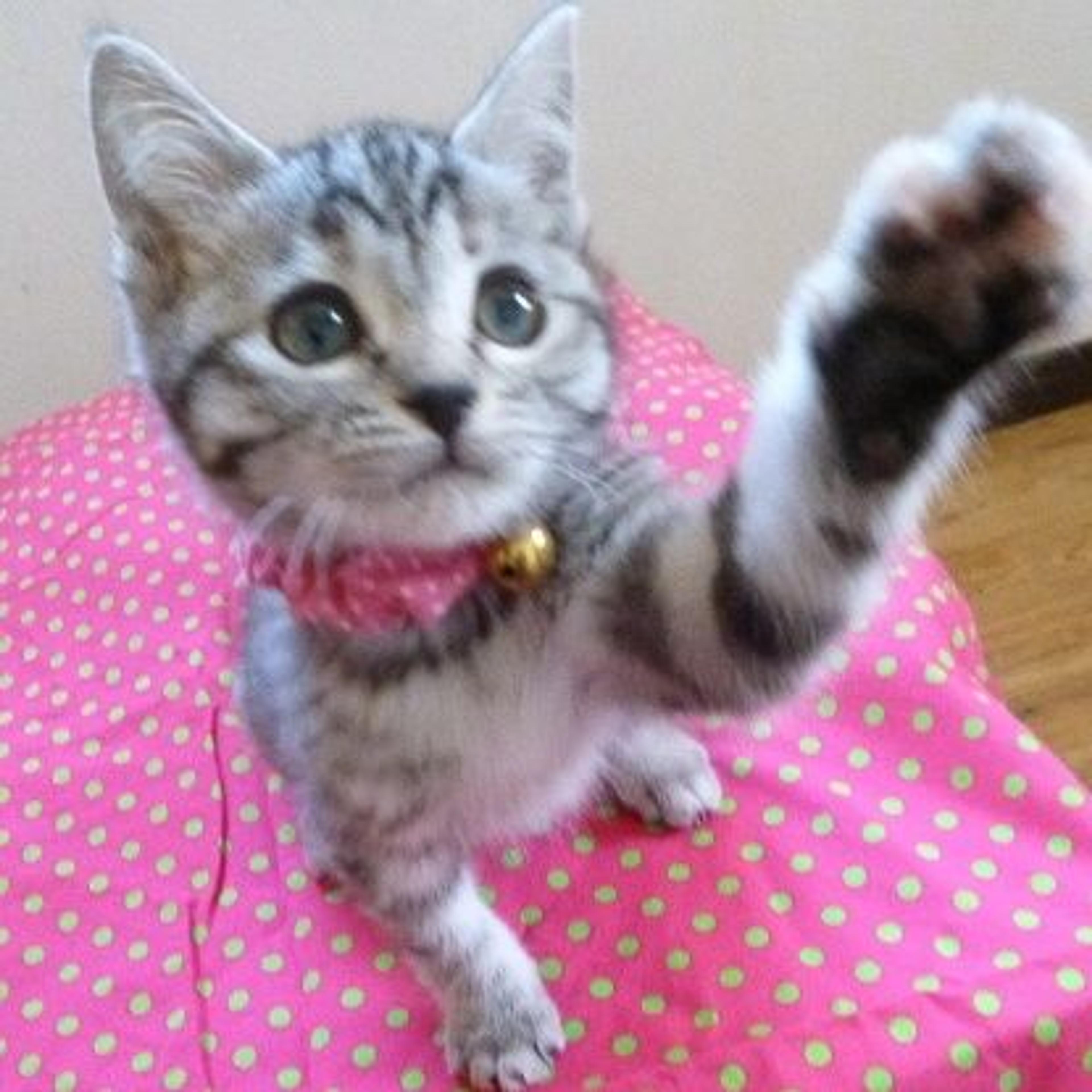 pet-image-3