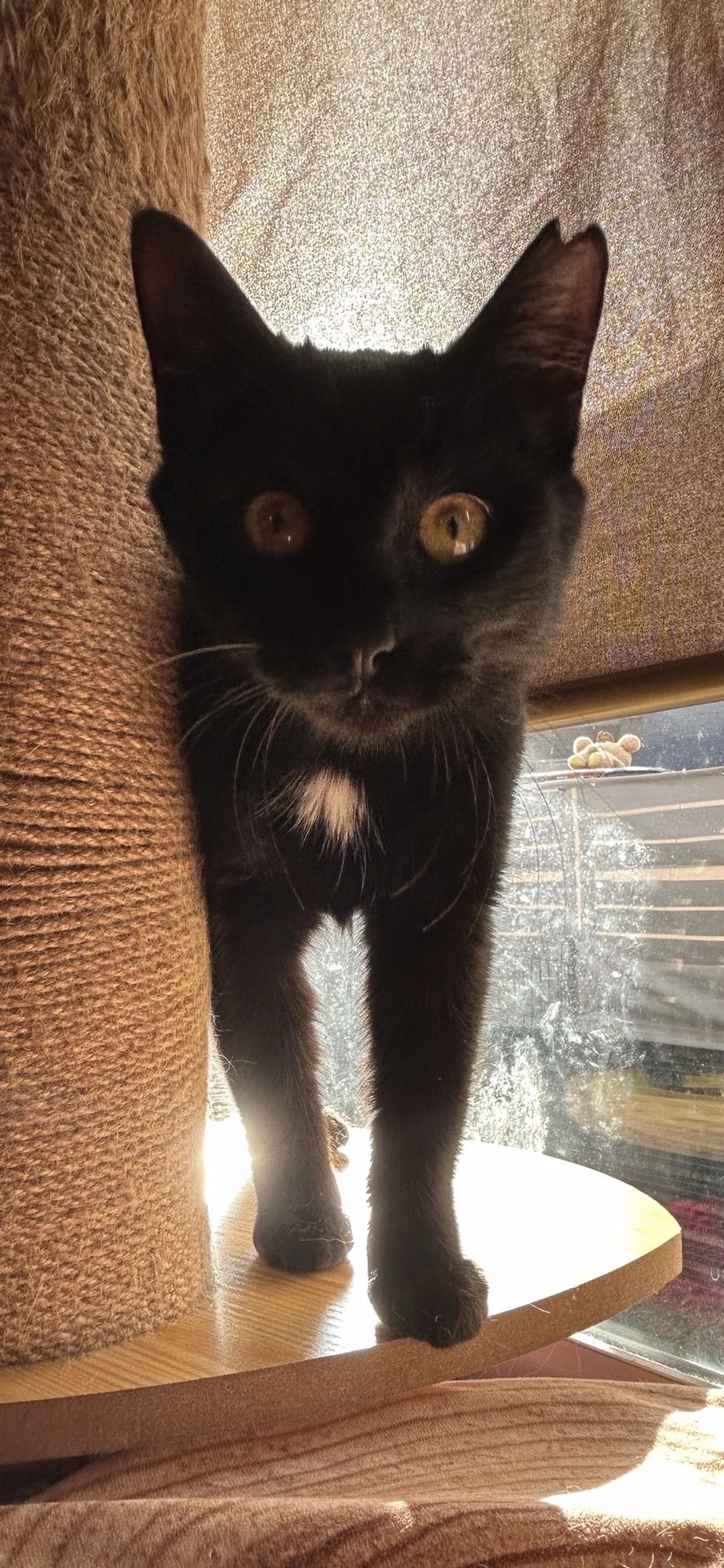 雑種（ミックス猫）・メスの里親募集の写真