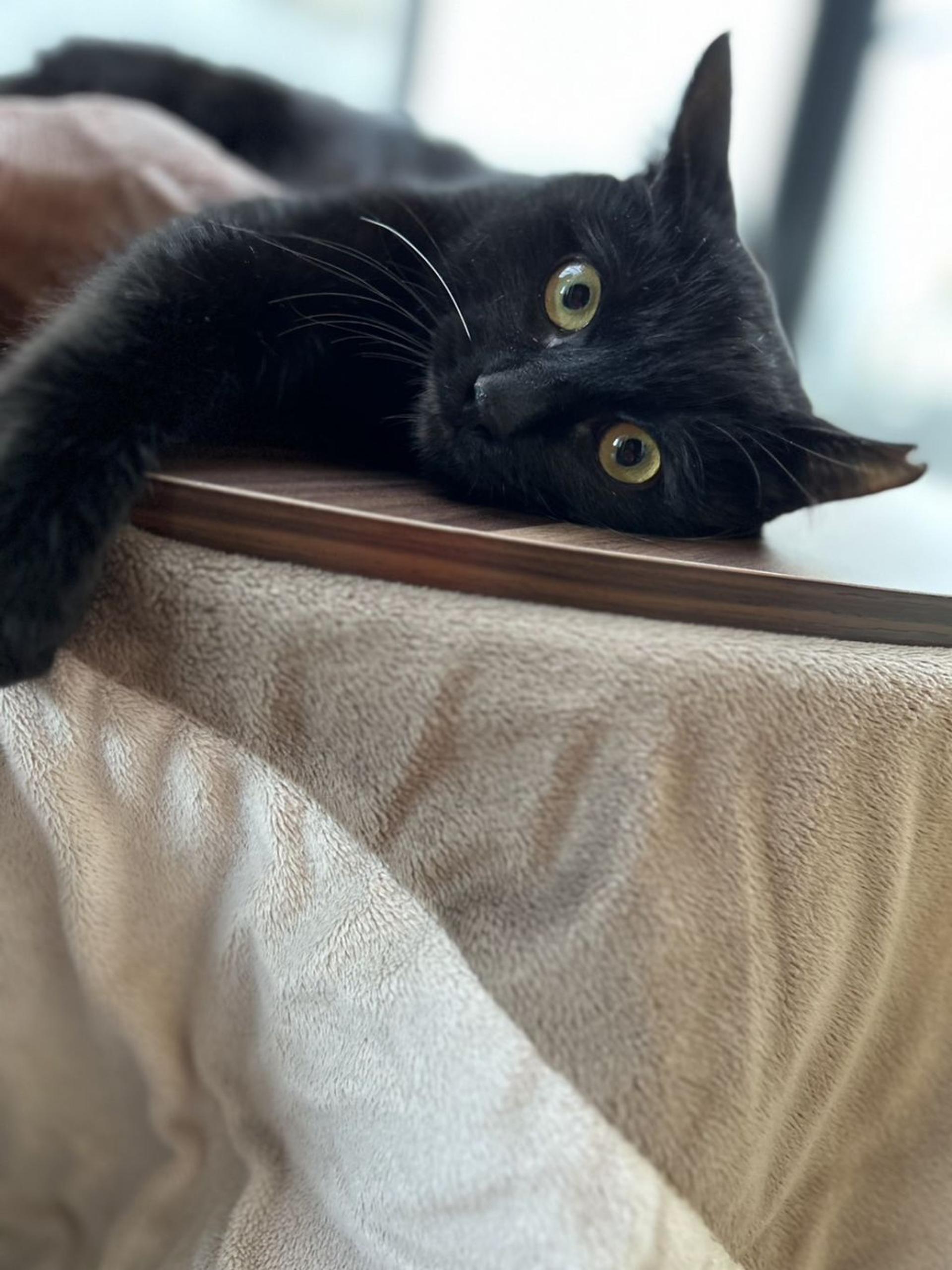 pet-image-2