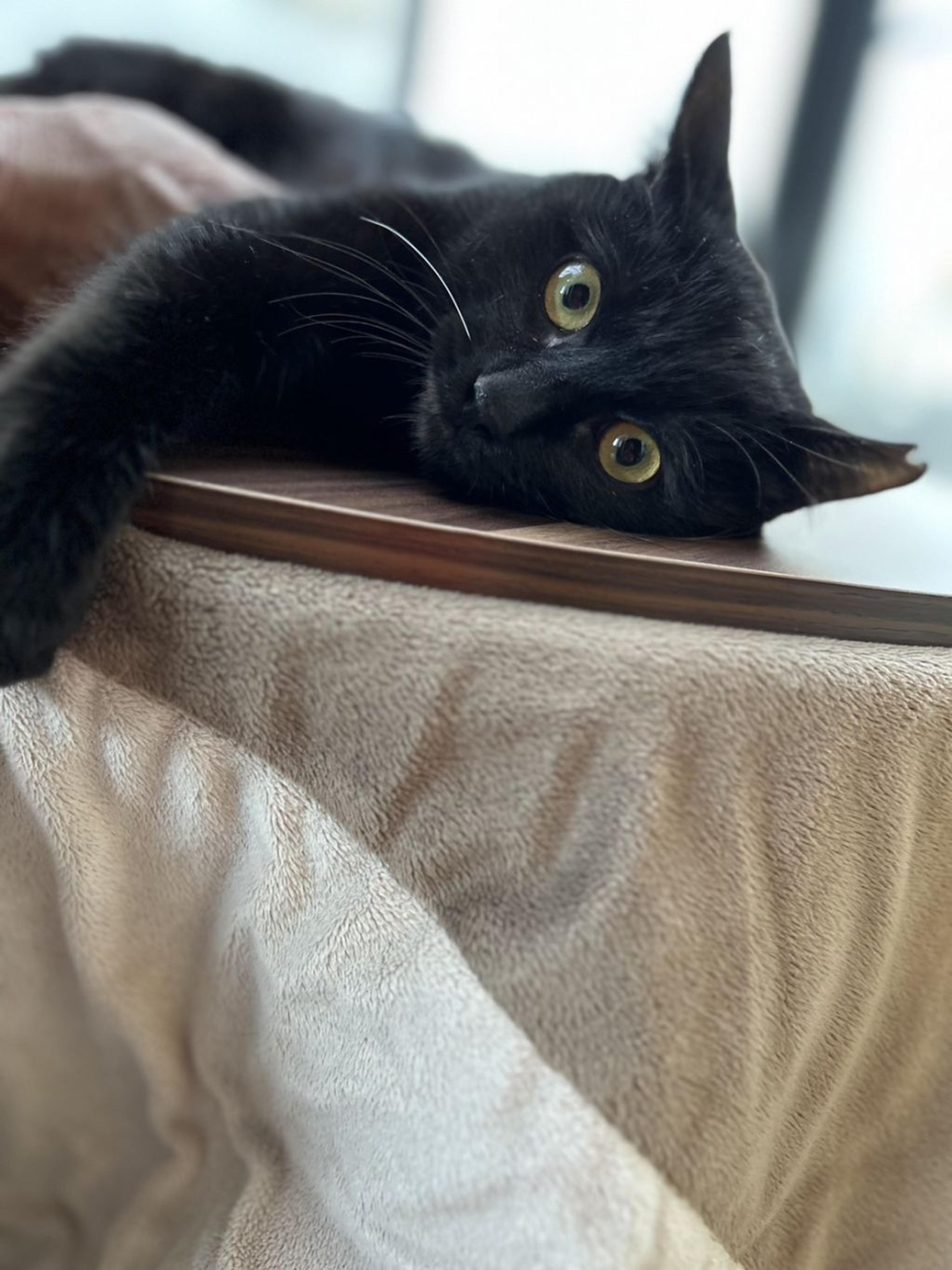 pet-image-2
