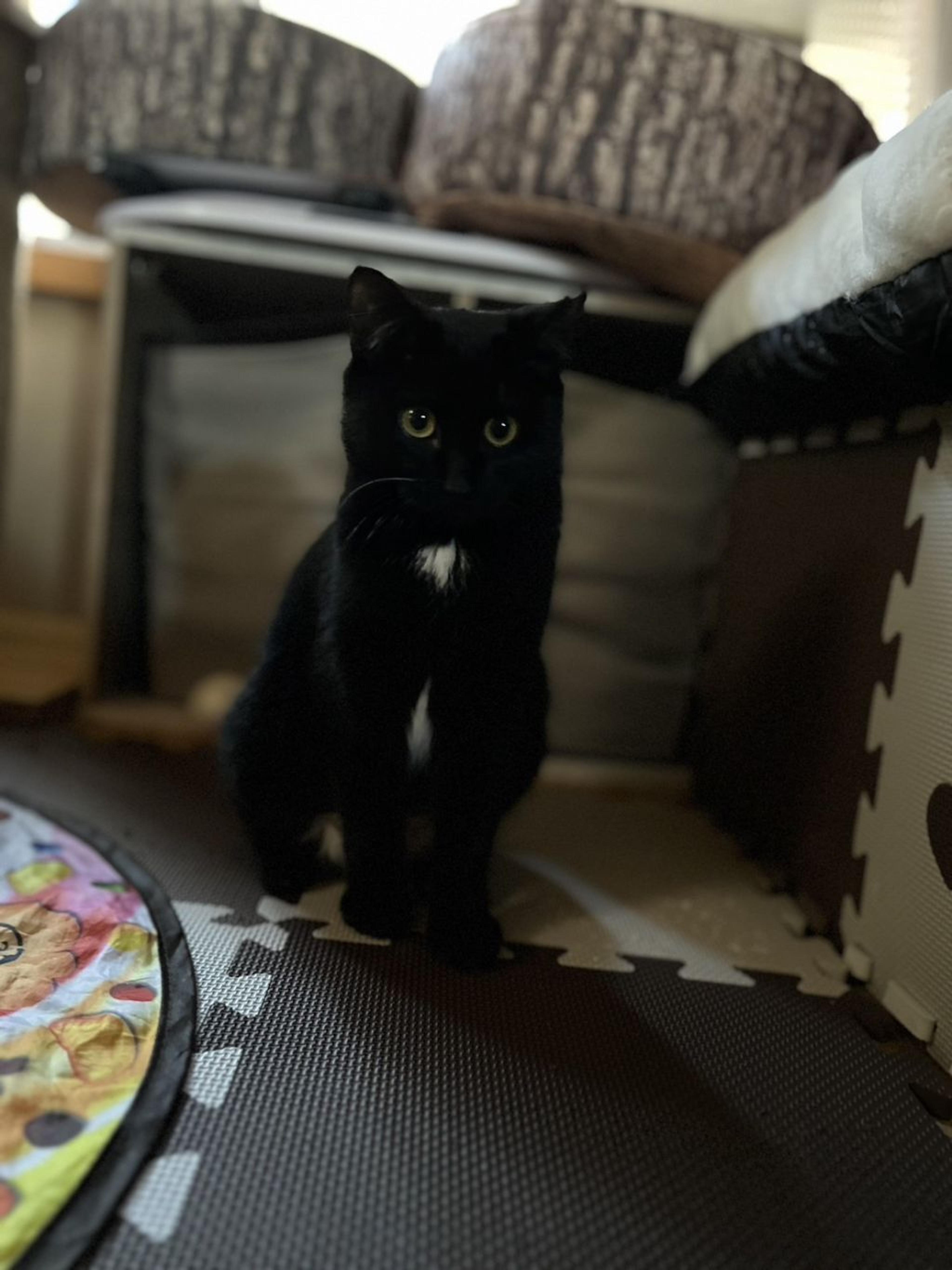 pet-image-4