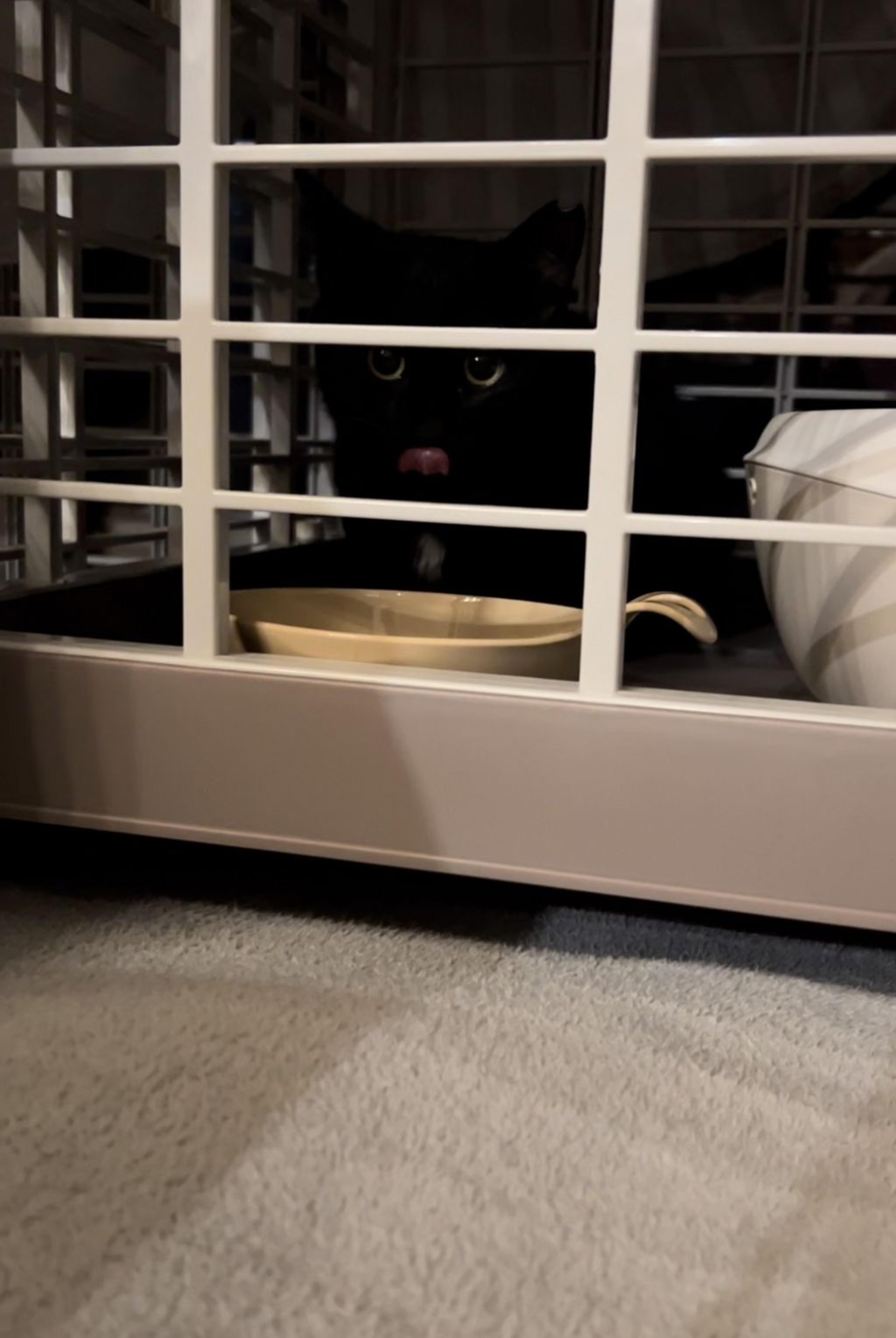pet-image-5