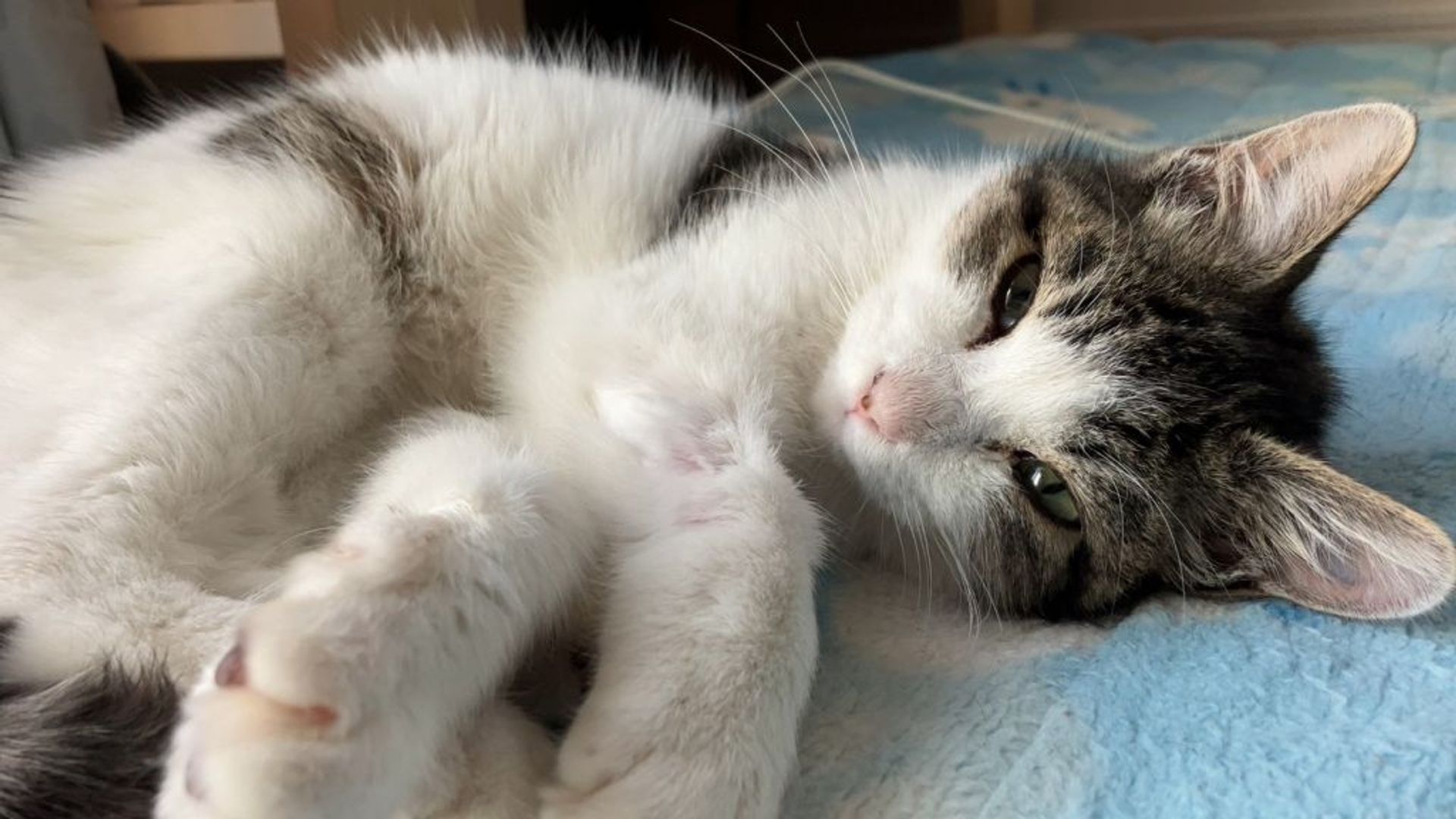雑種（ミックス猫）・オスの里親募集の写真