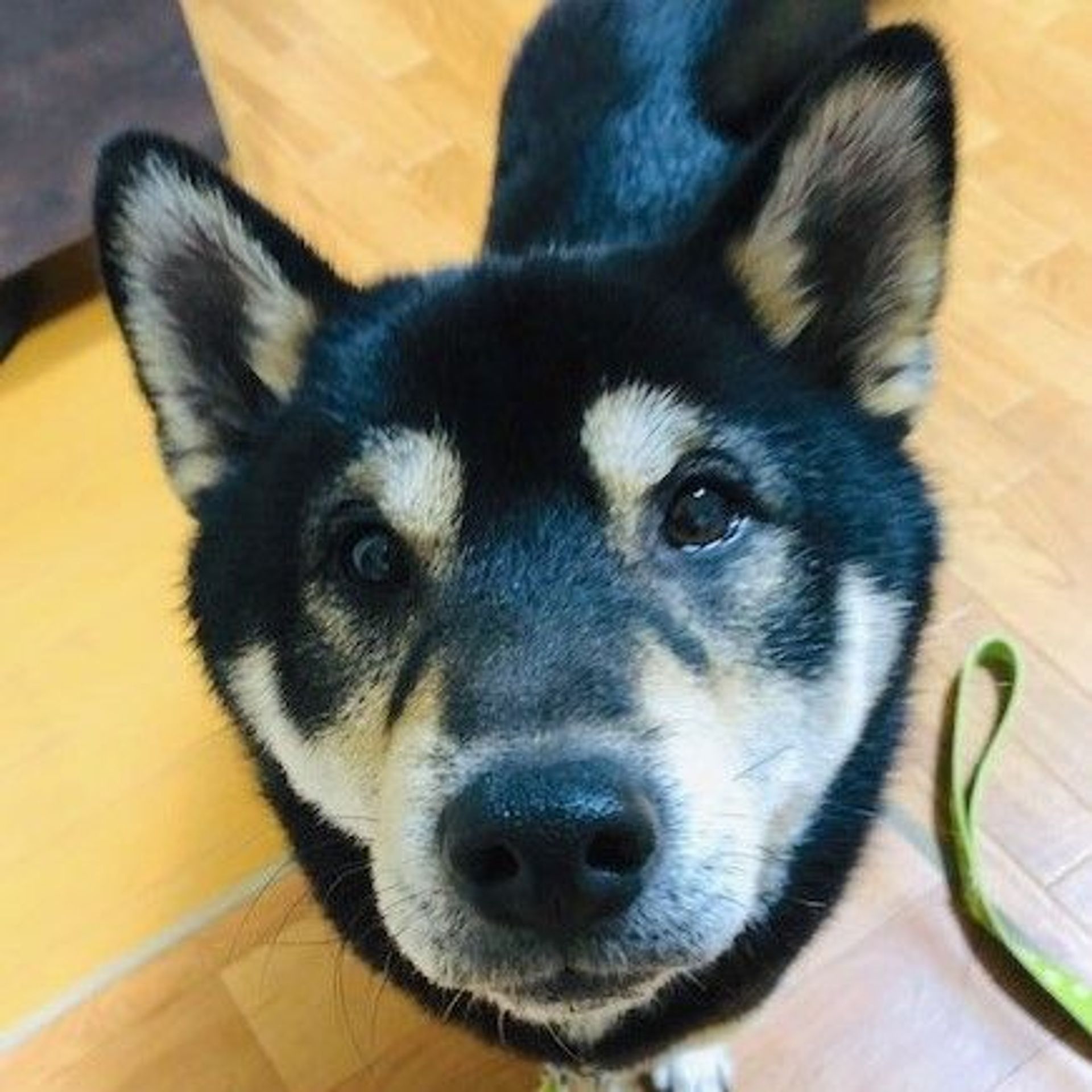 柴犬・オスの里親募集の写真