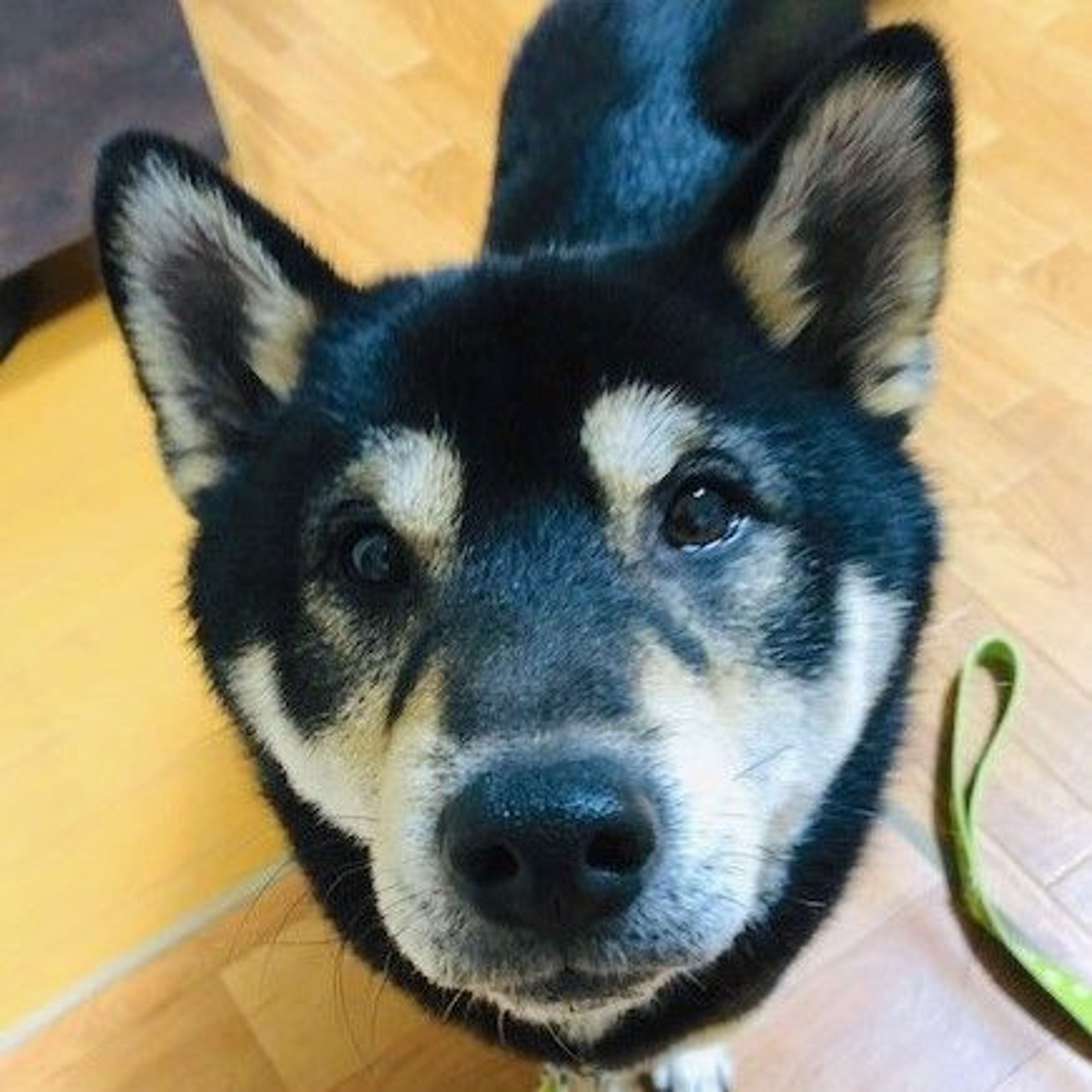 柴犬・オスの里親募集の写真