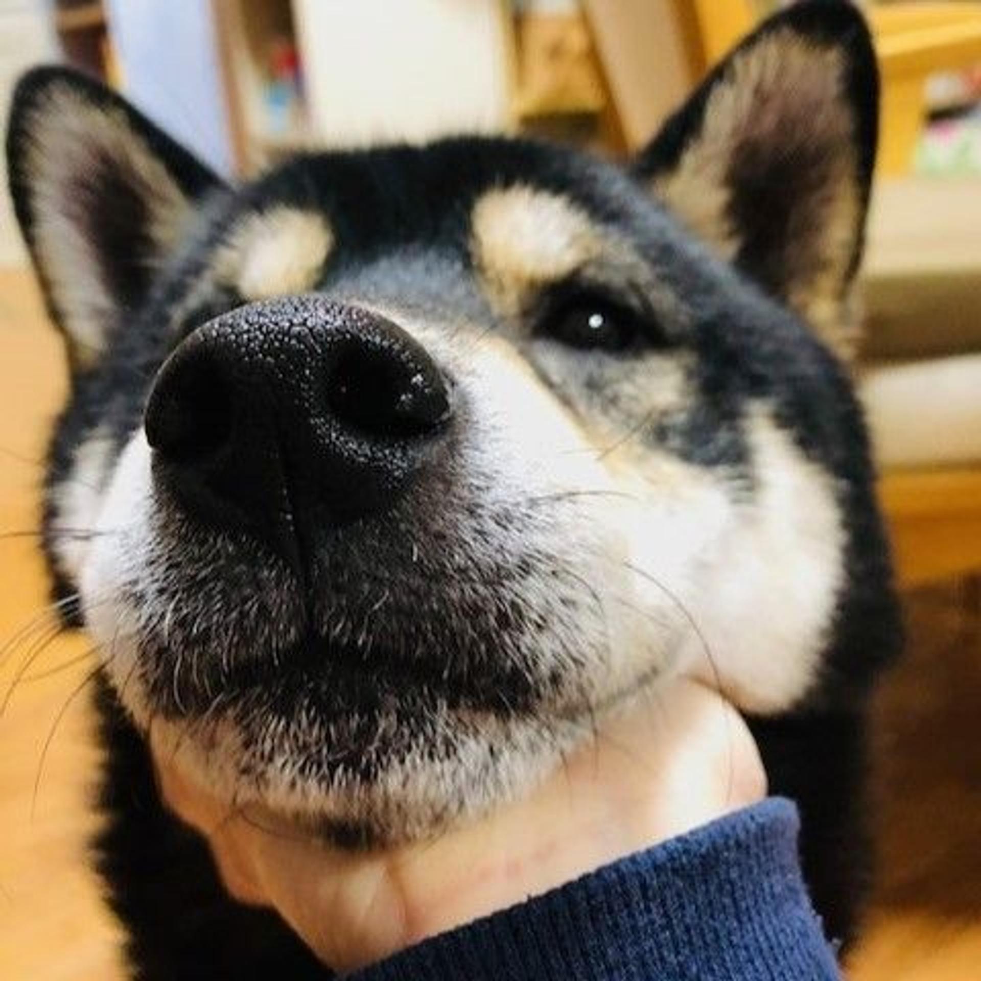pet-image-4