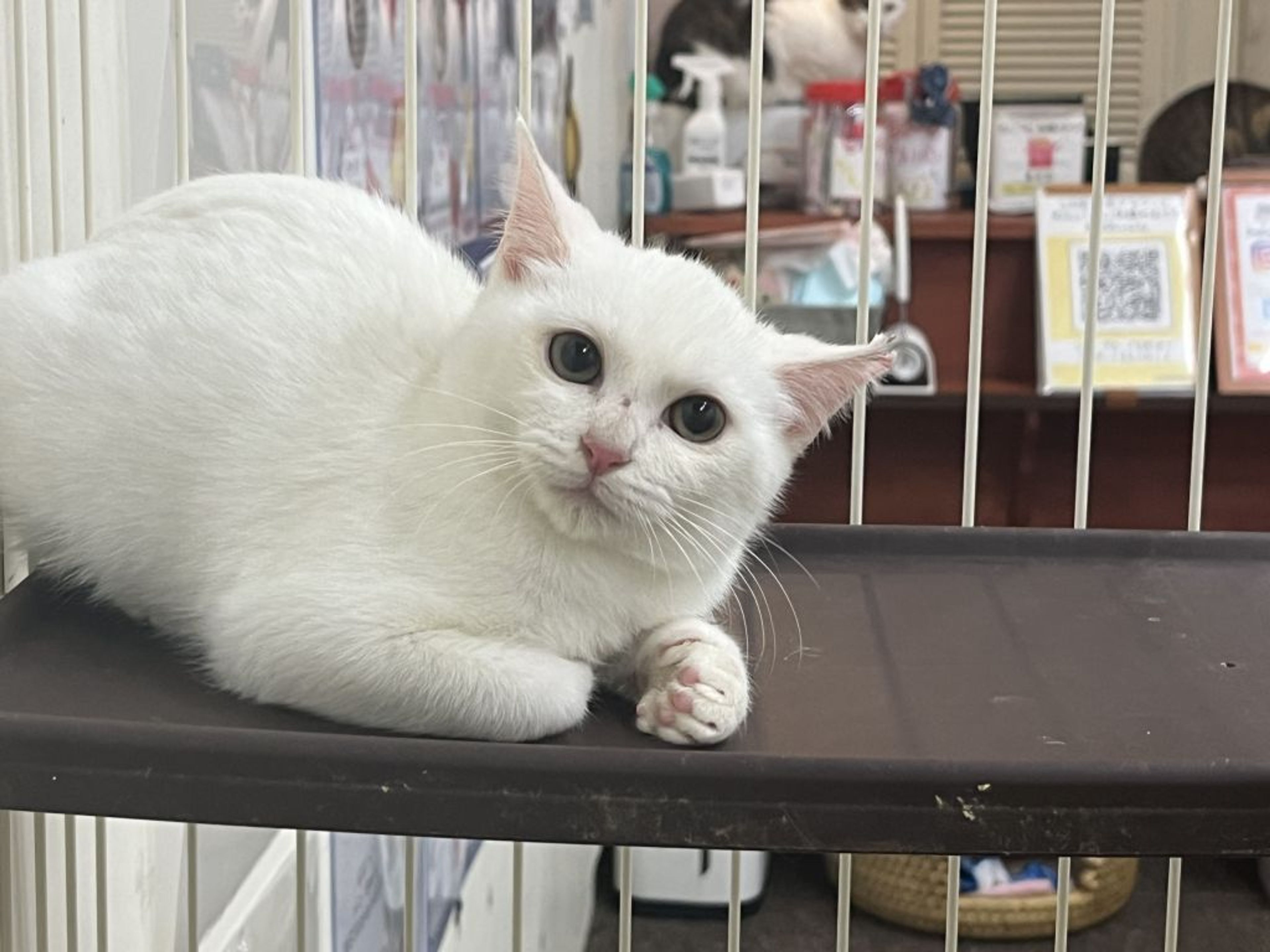 雑種（ミックス猫）・メスの里親募集の写真