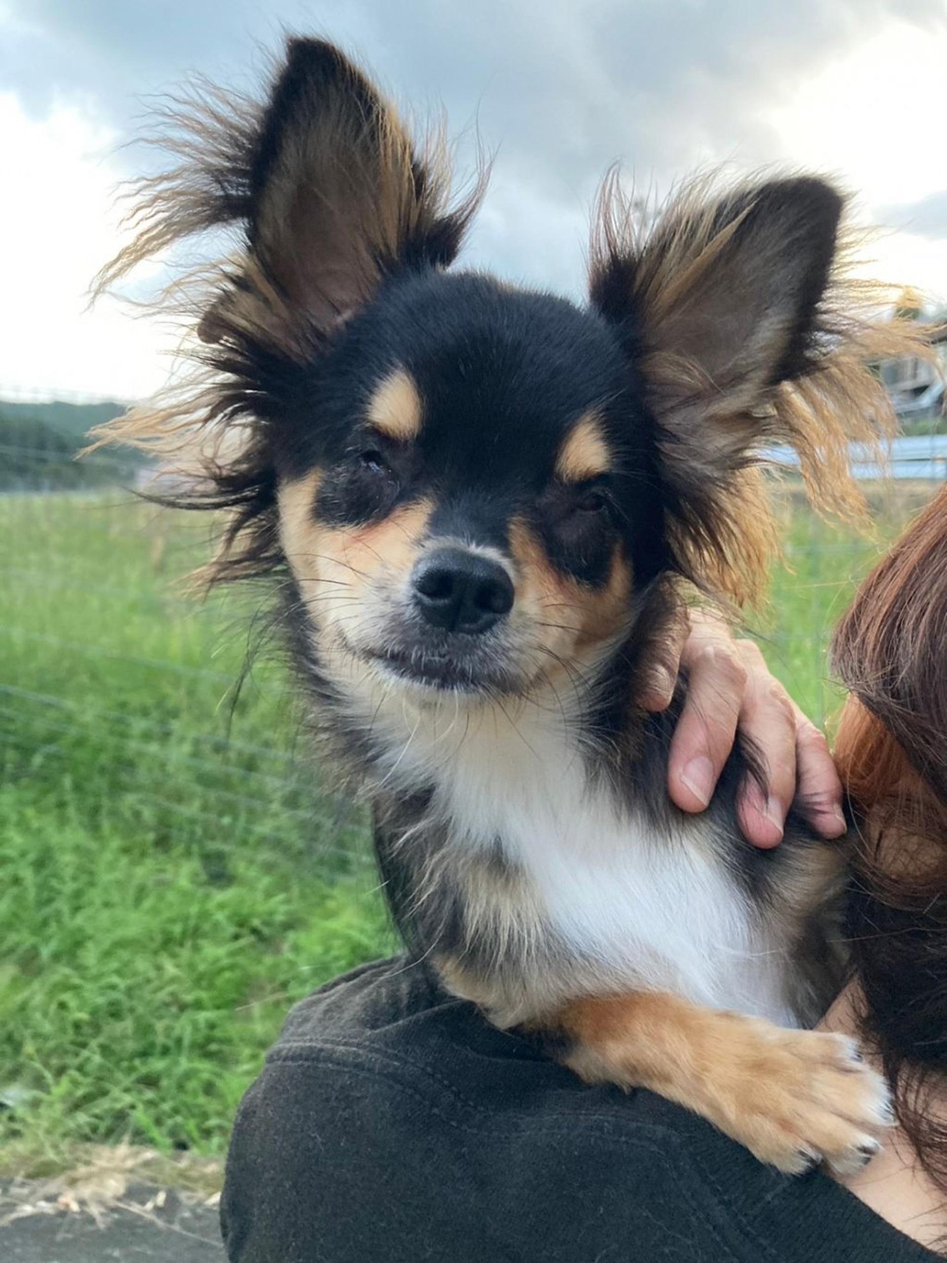 pet-image-4