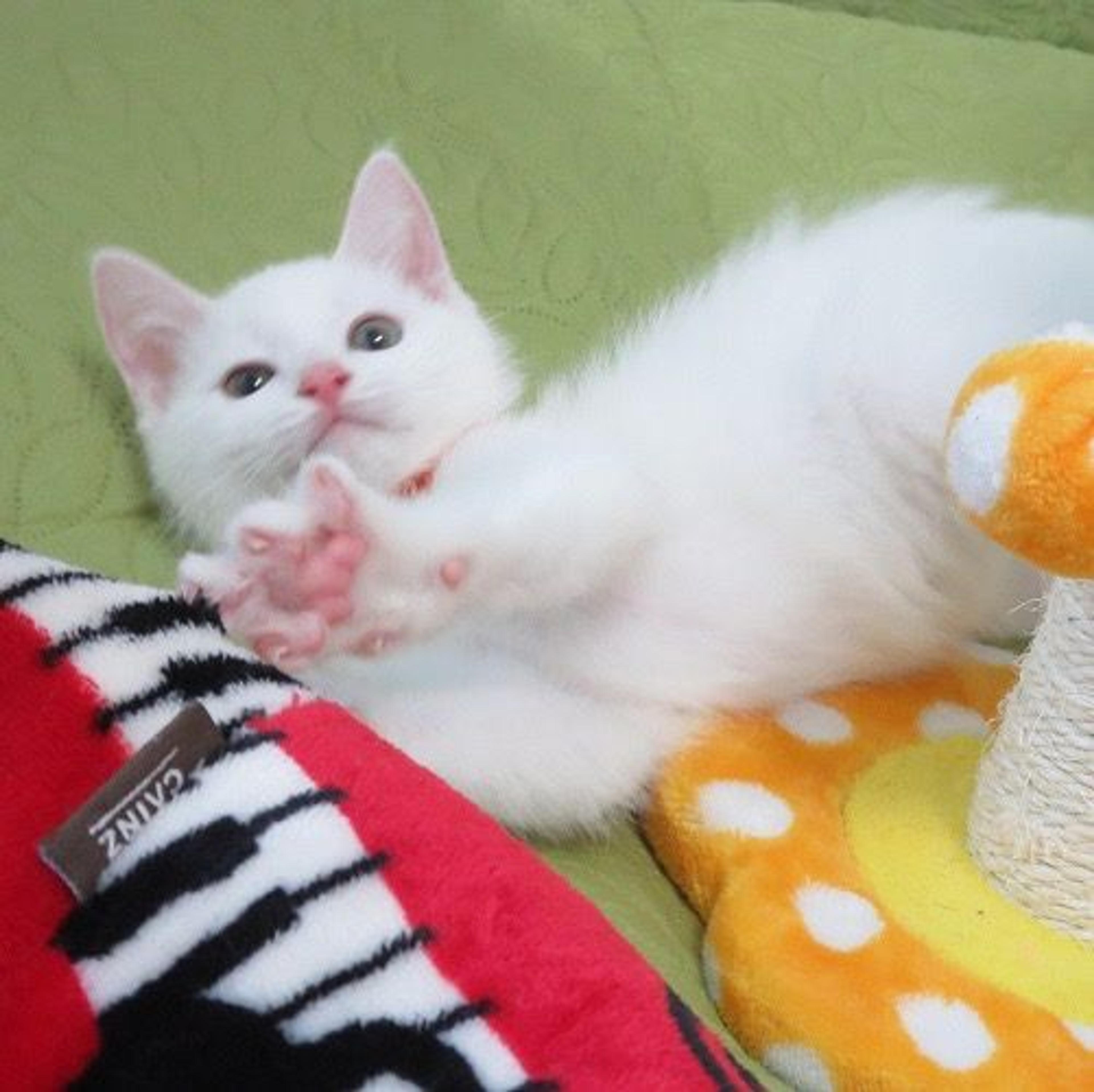 pet-image-2