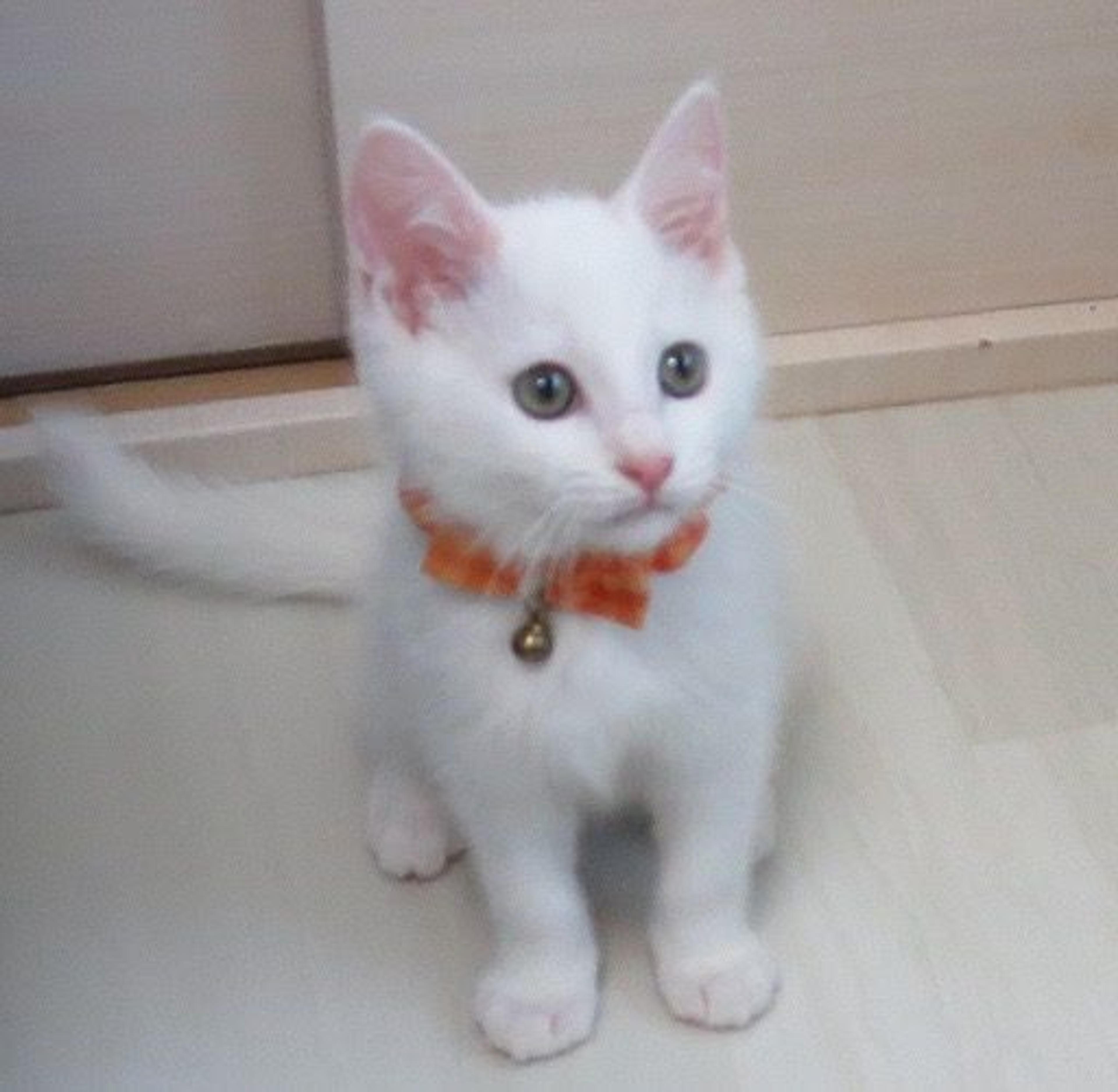 pet-image-3