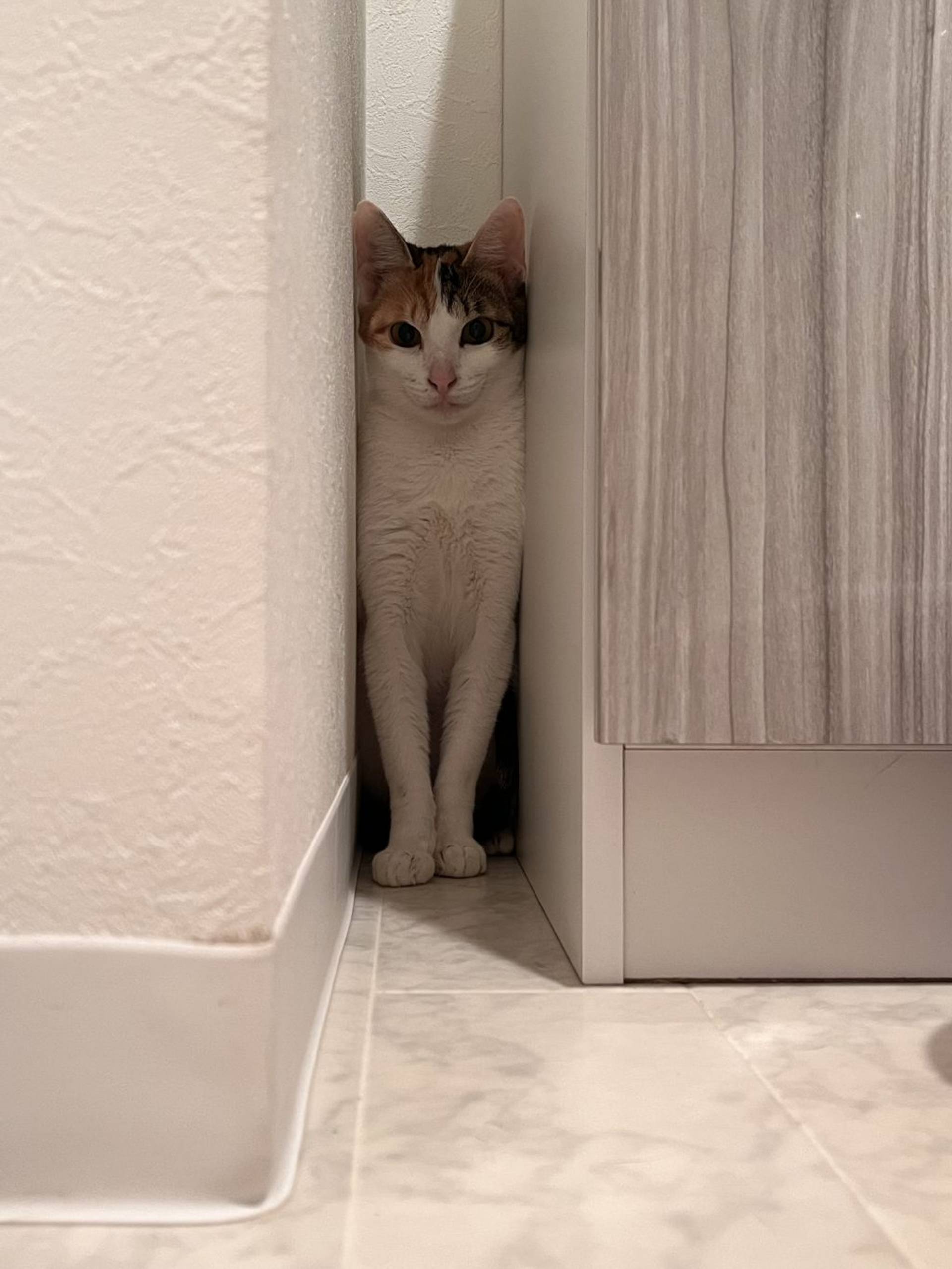 雑種（ミックス猫）・メスの里親募集の写真