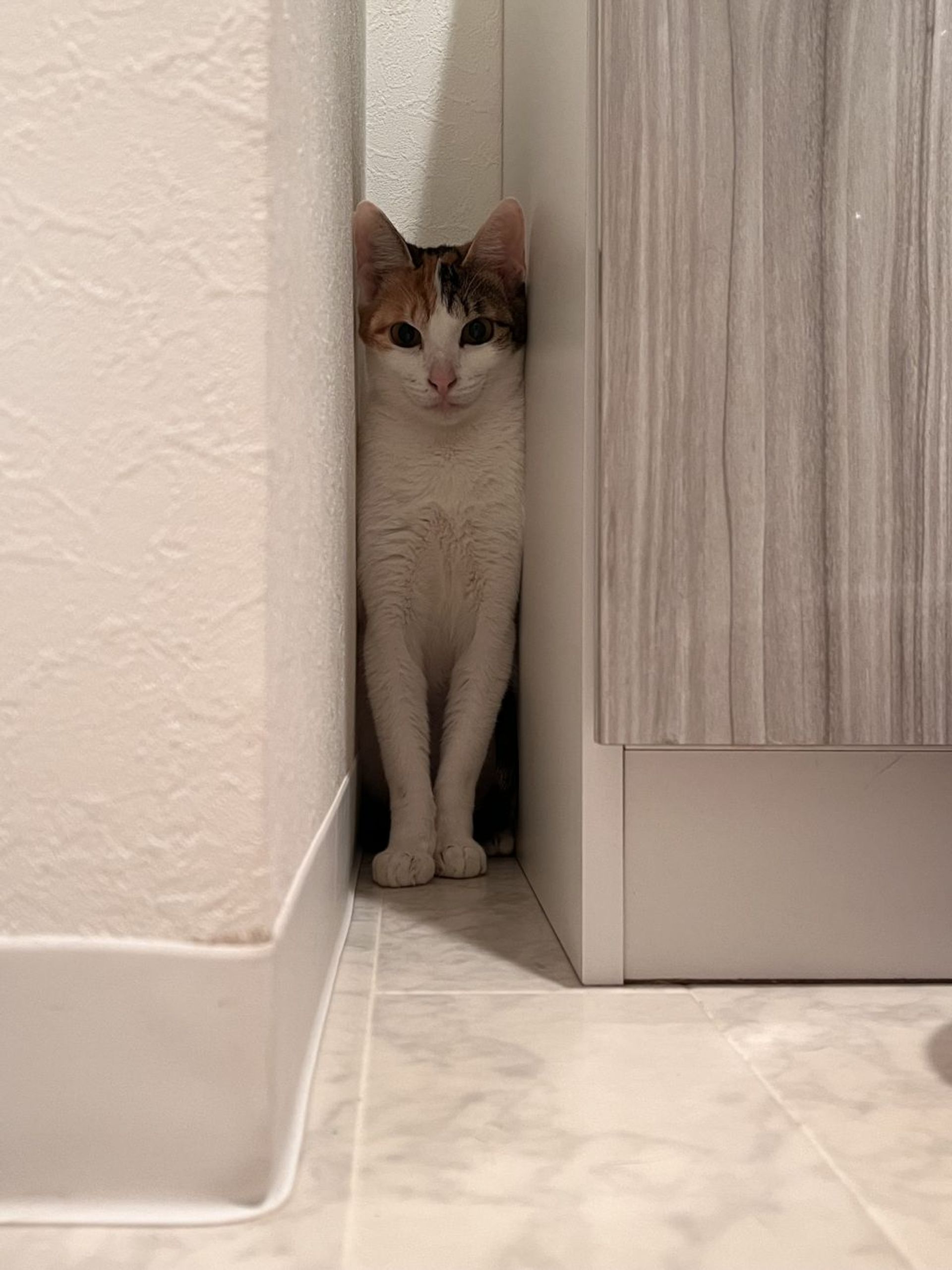 雑種（ミックス猫）・メスの里親募集の写真