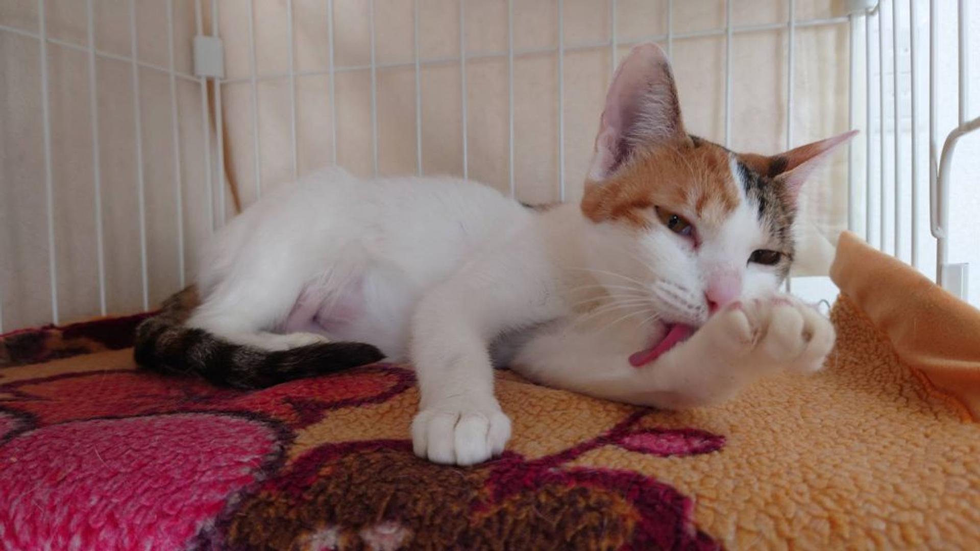 pet-image-2