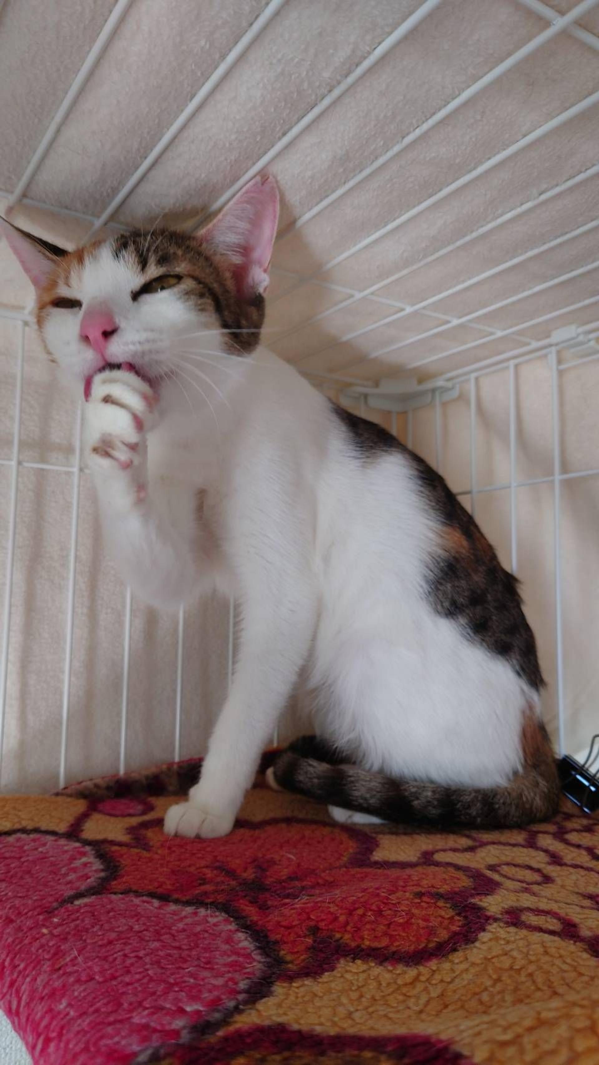 pet-image-3