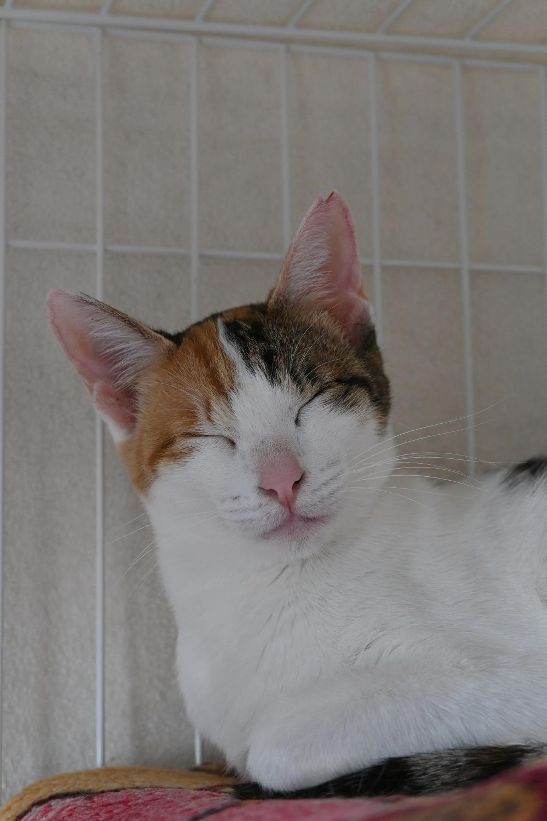 pet-image-6