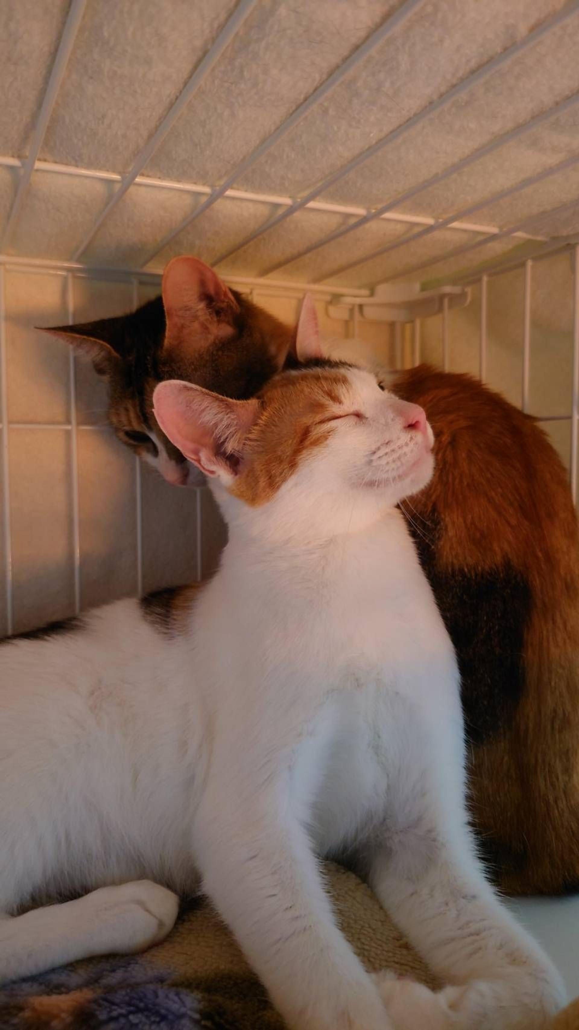pet-image-10