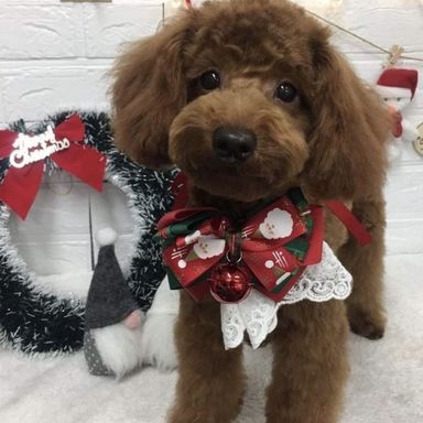 モカ