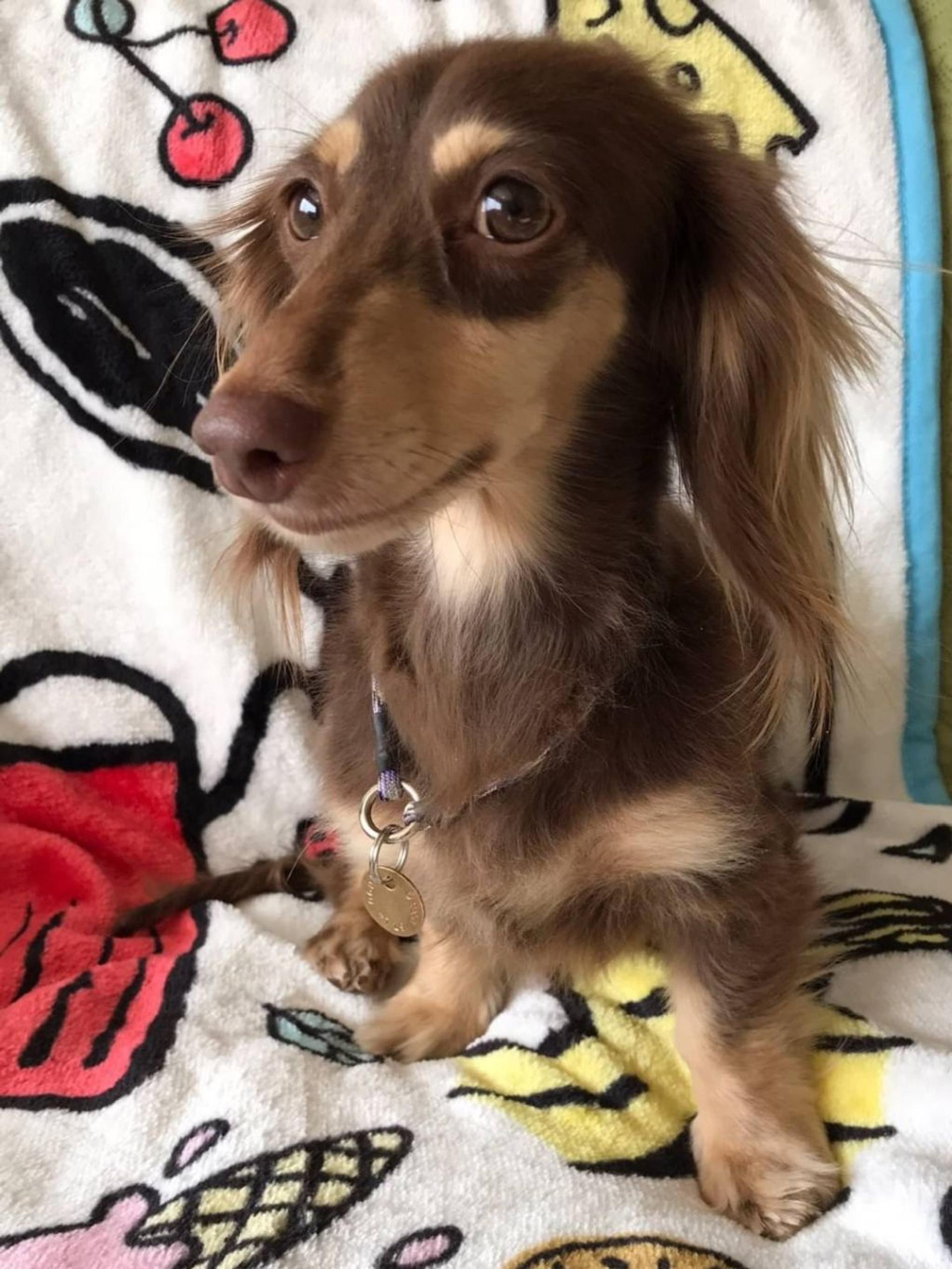 pet-image-3