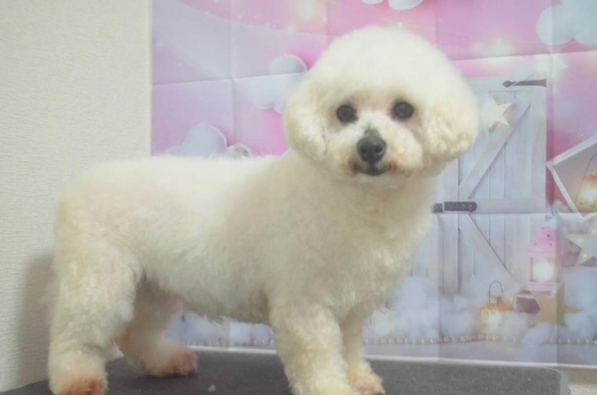 pet-image-2