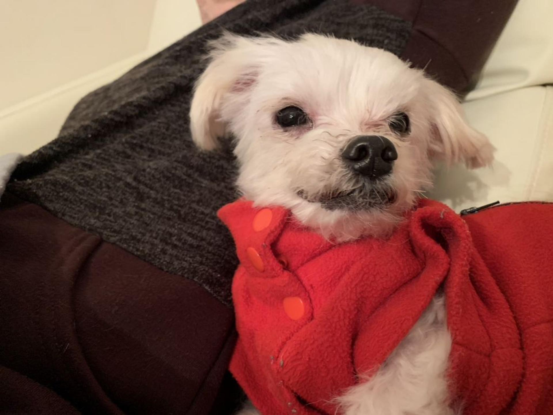 pet-image-2