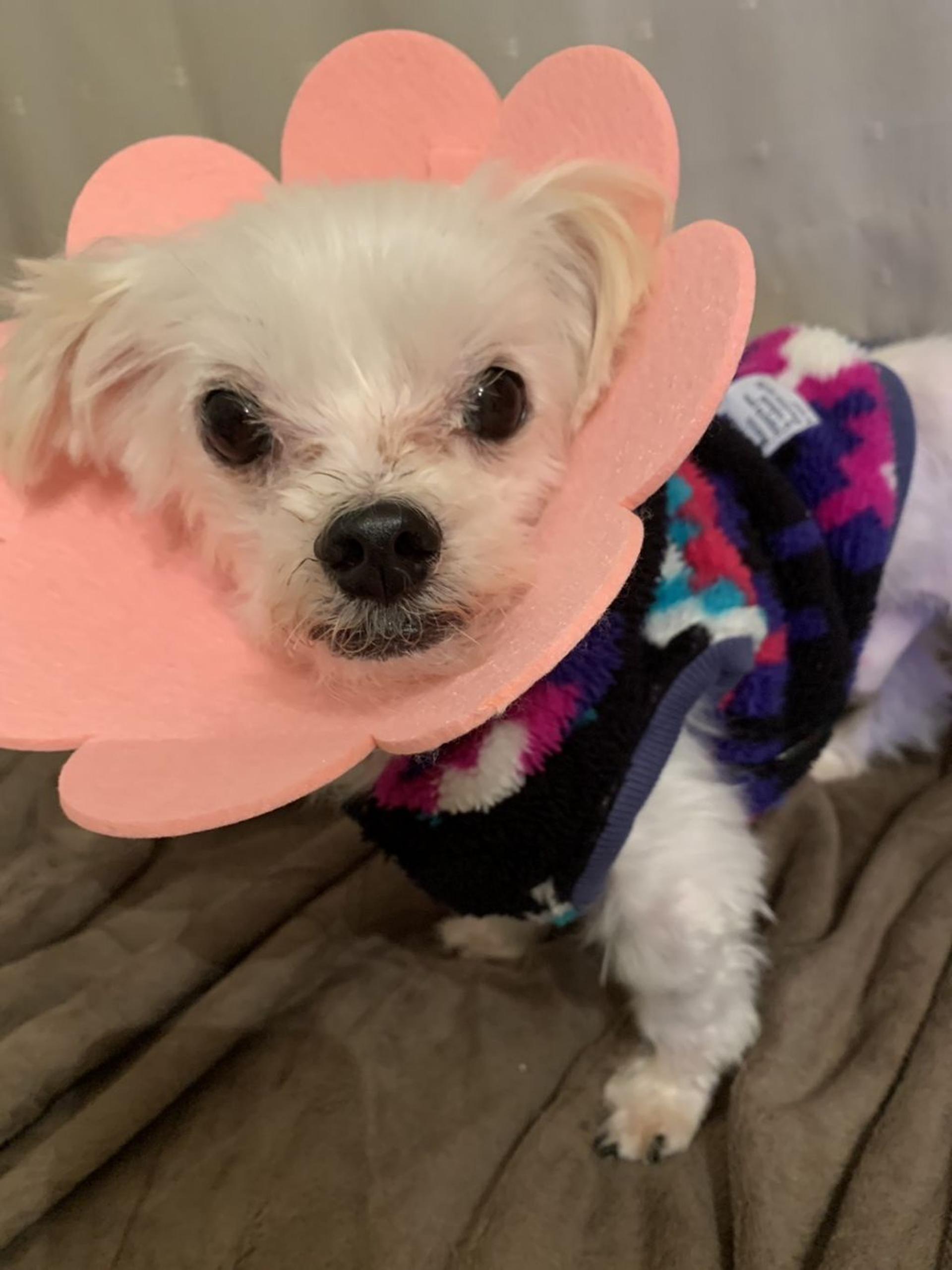 pet-image-6