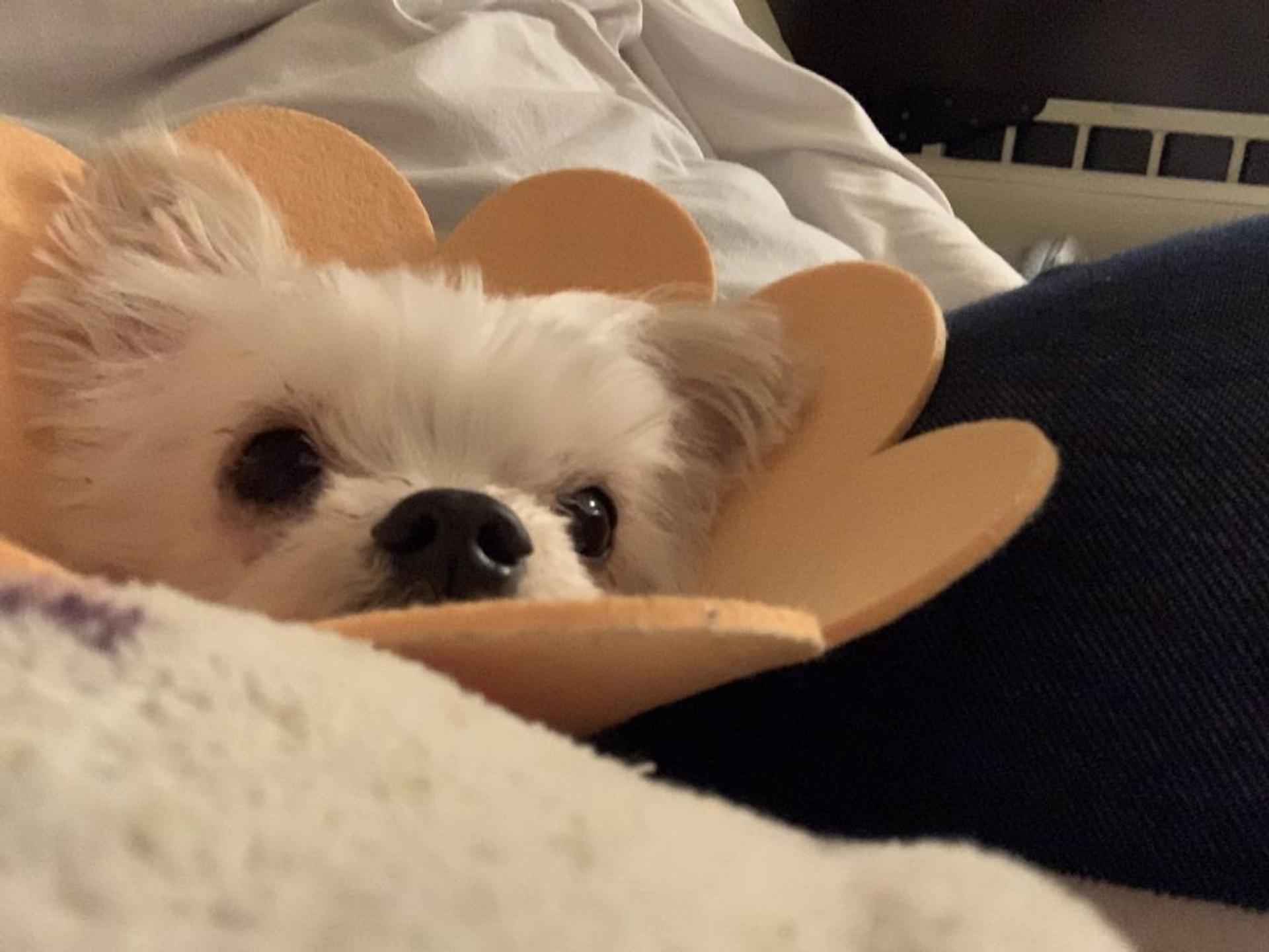 pet-image-7