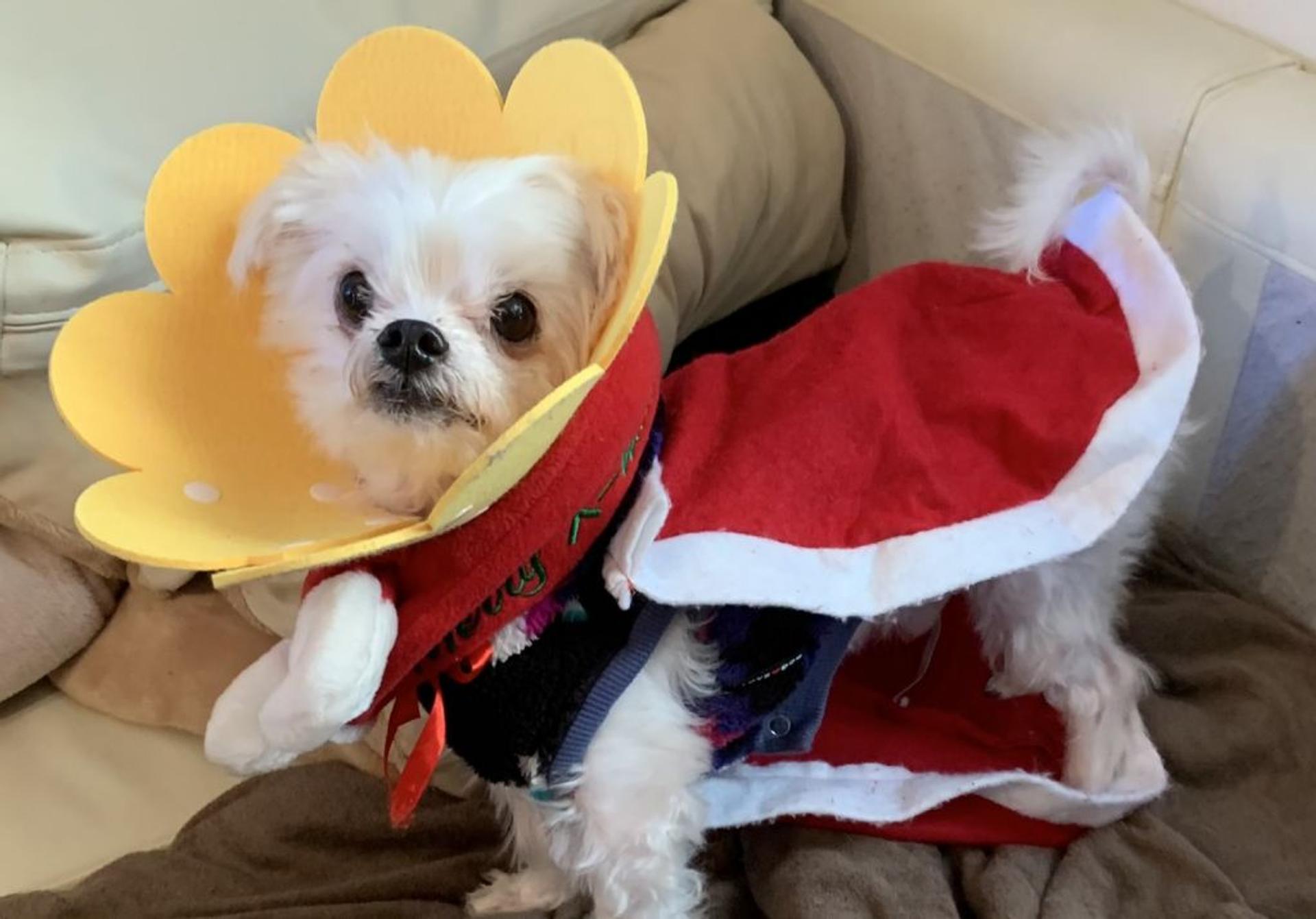 pet-image-8