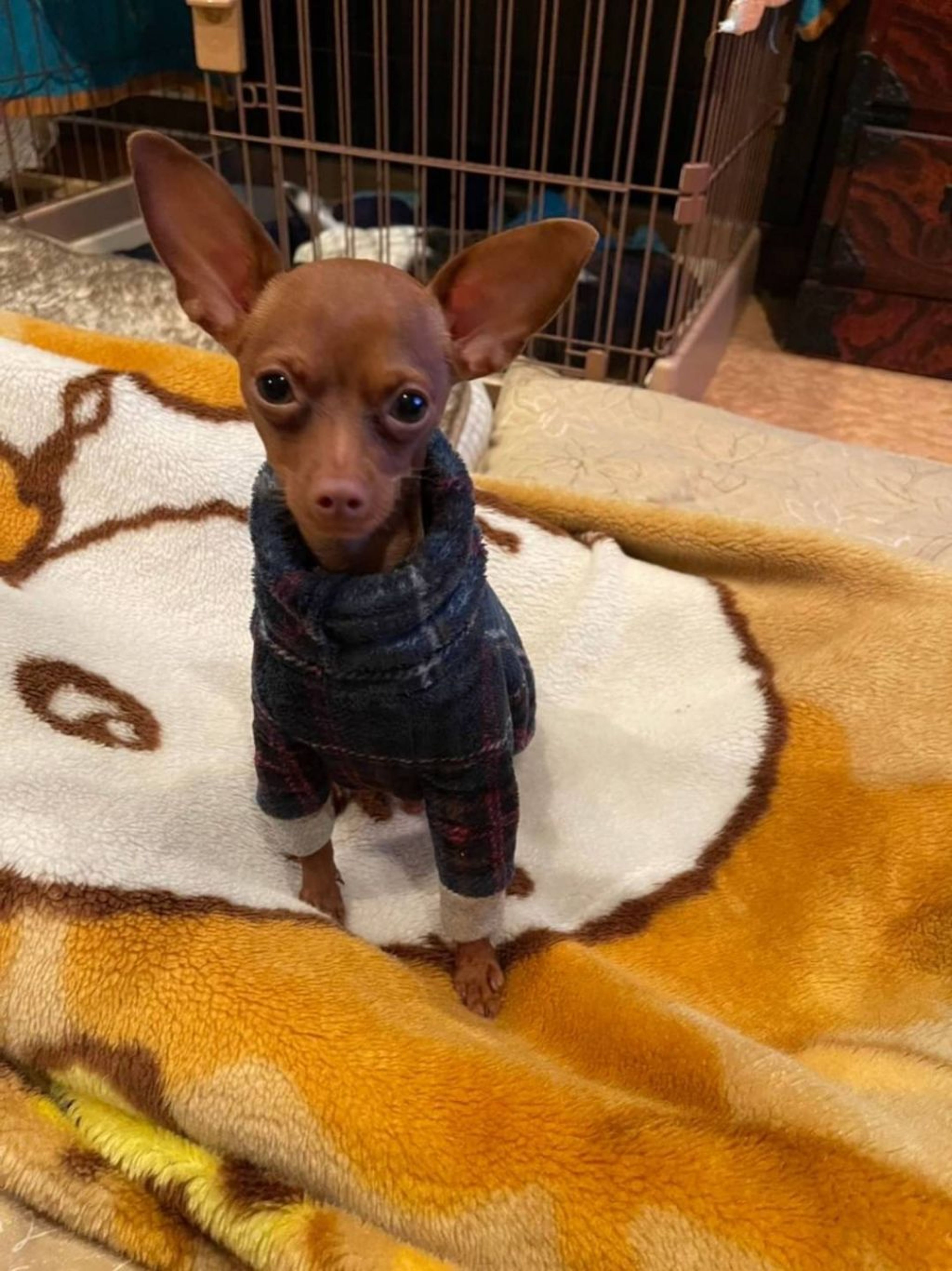 pet-image-5