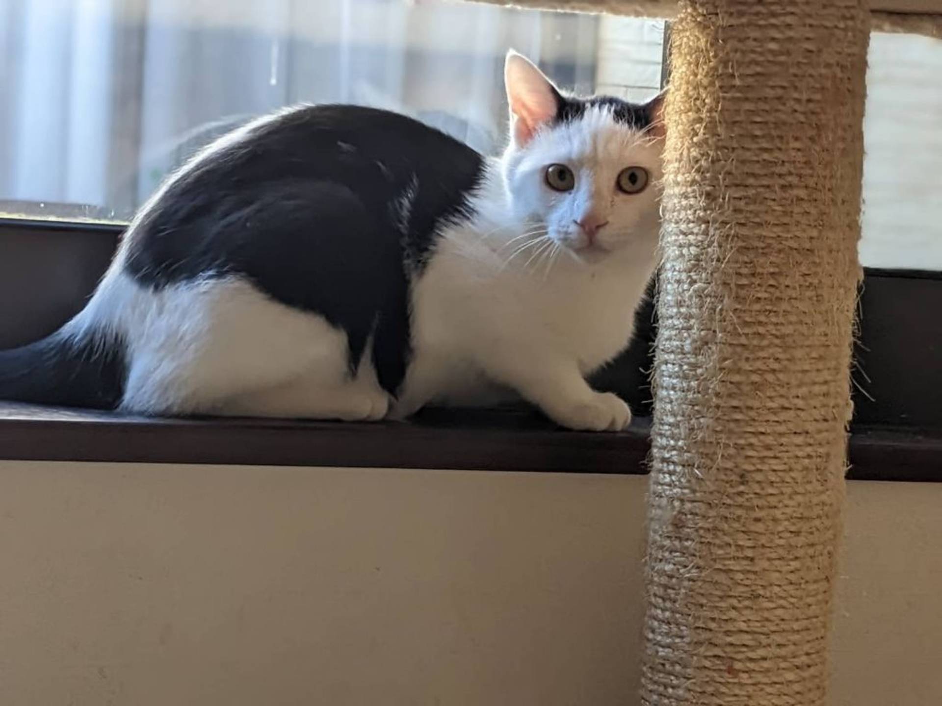 雑種（ミックス猫）・オスの里親募集の写真