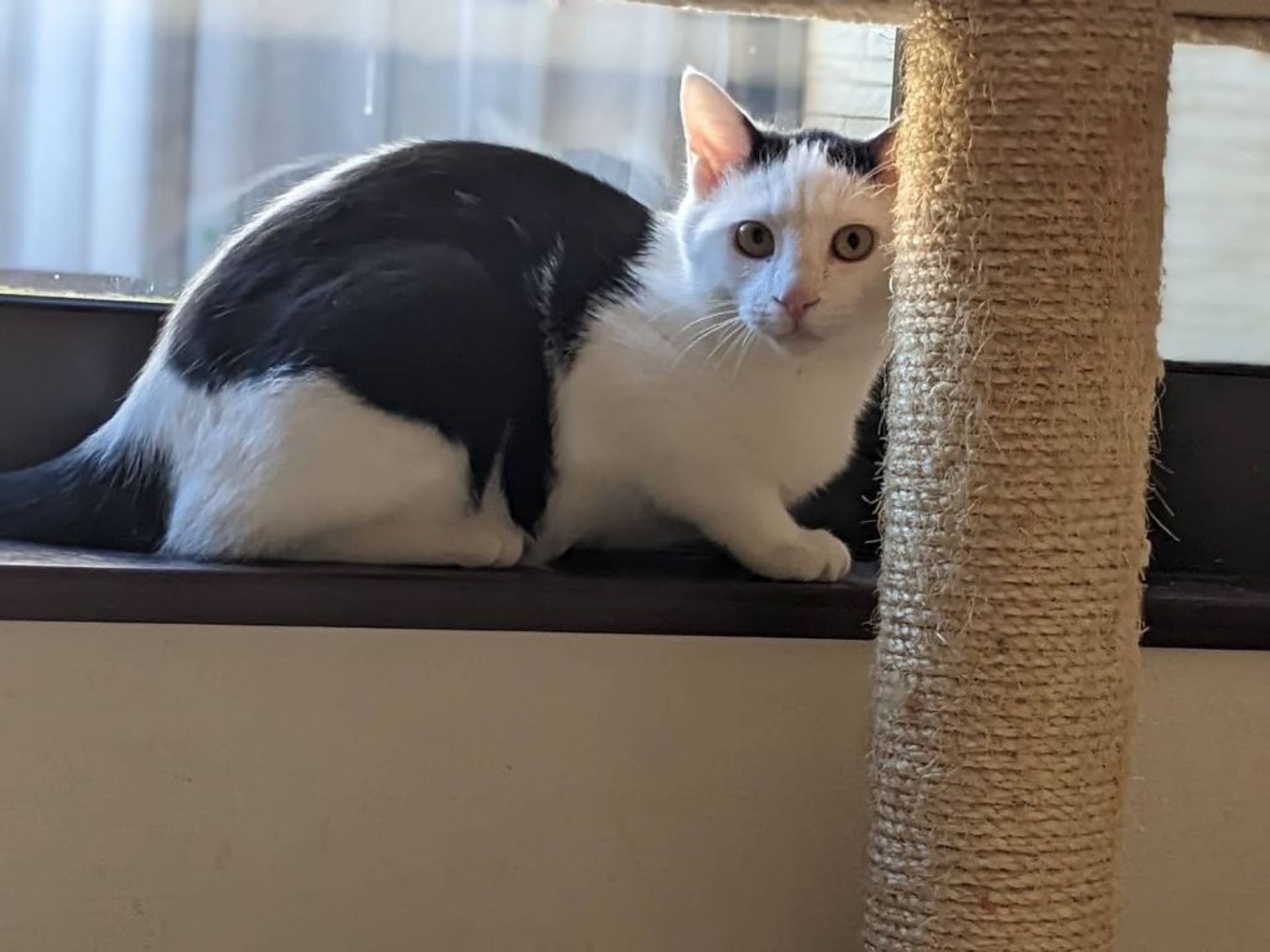 雑種（ミックス猫）・オスの里親募集の写真