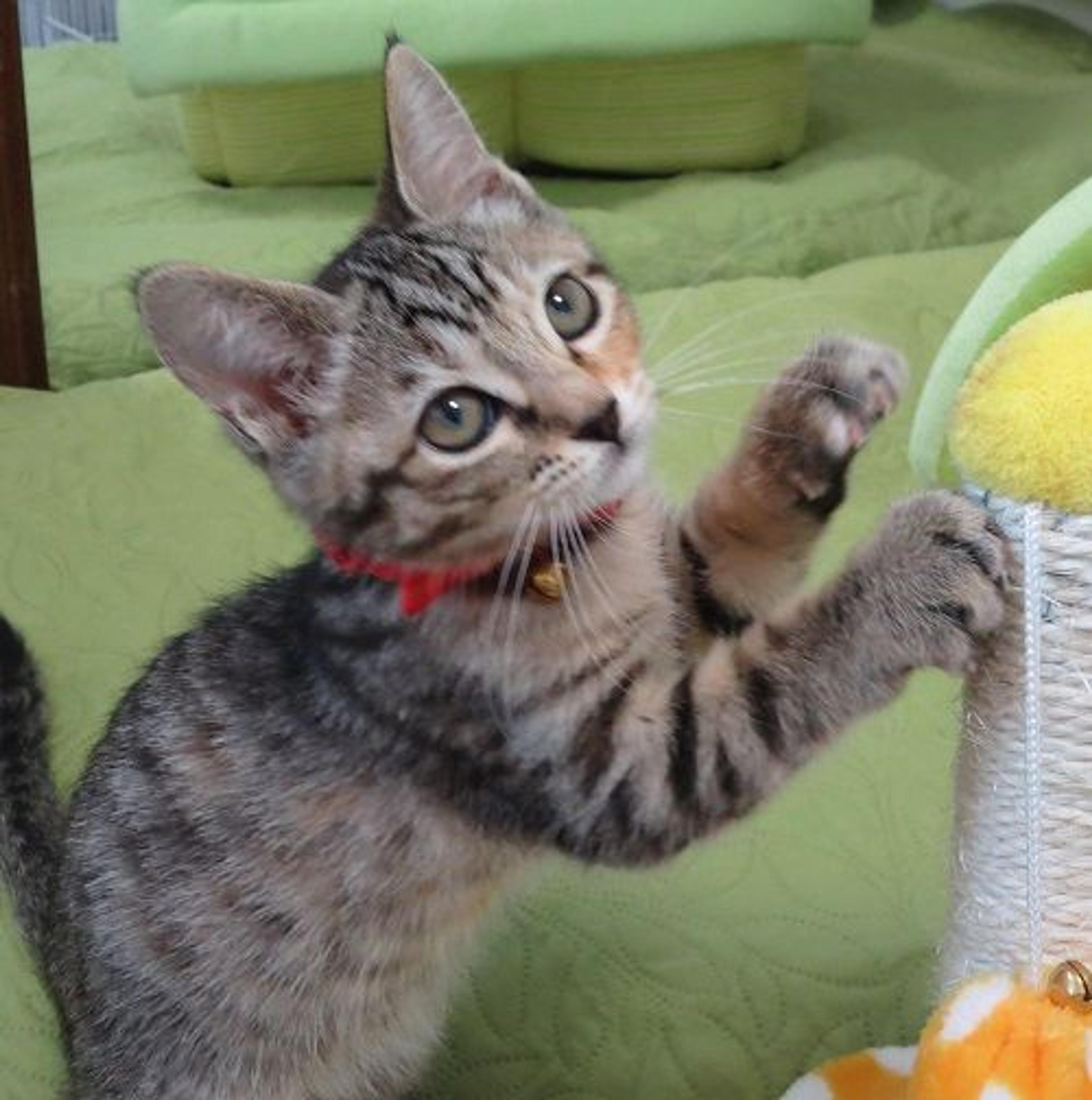 pet-image-2