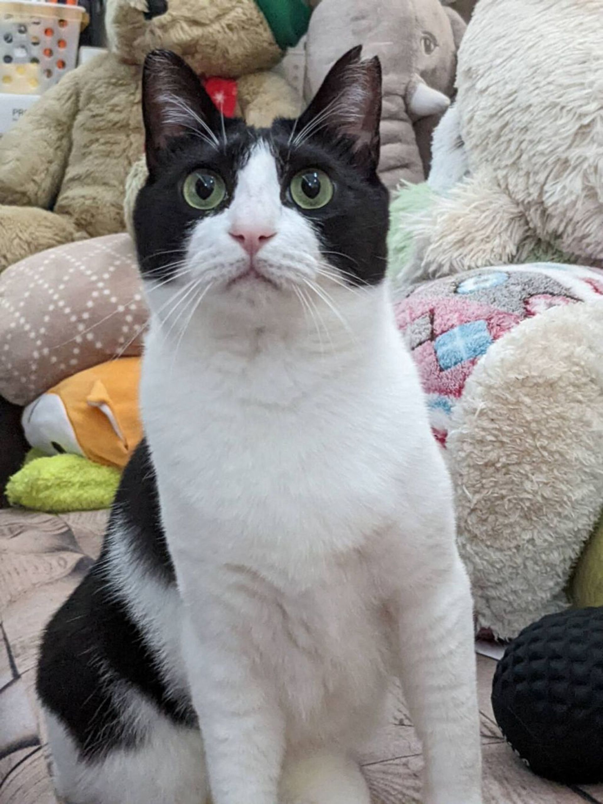 雑種（ミックス猫）・メスの里親募集の写真