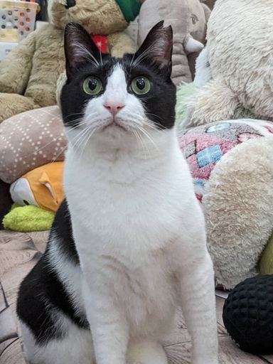 あんこ