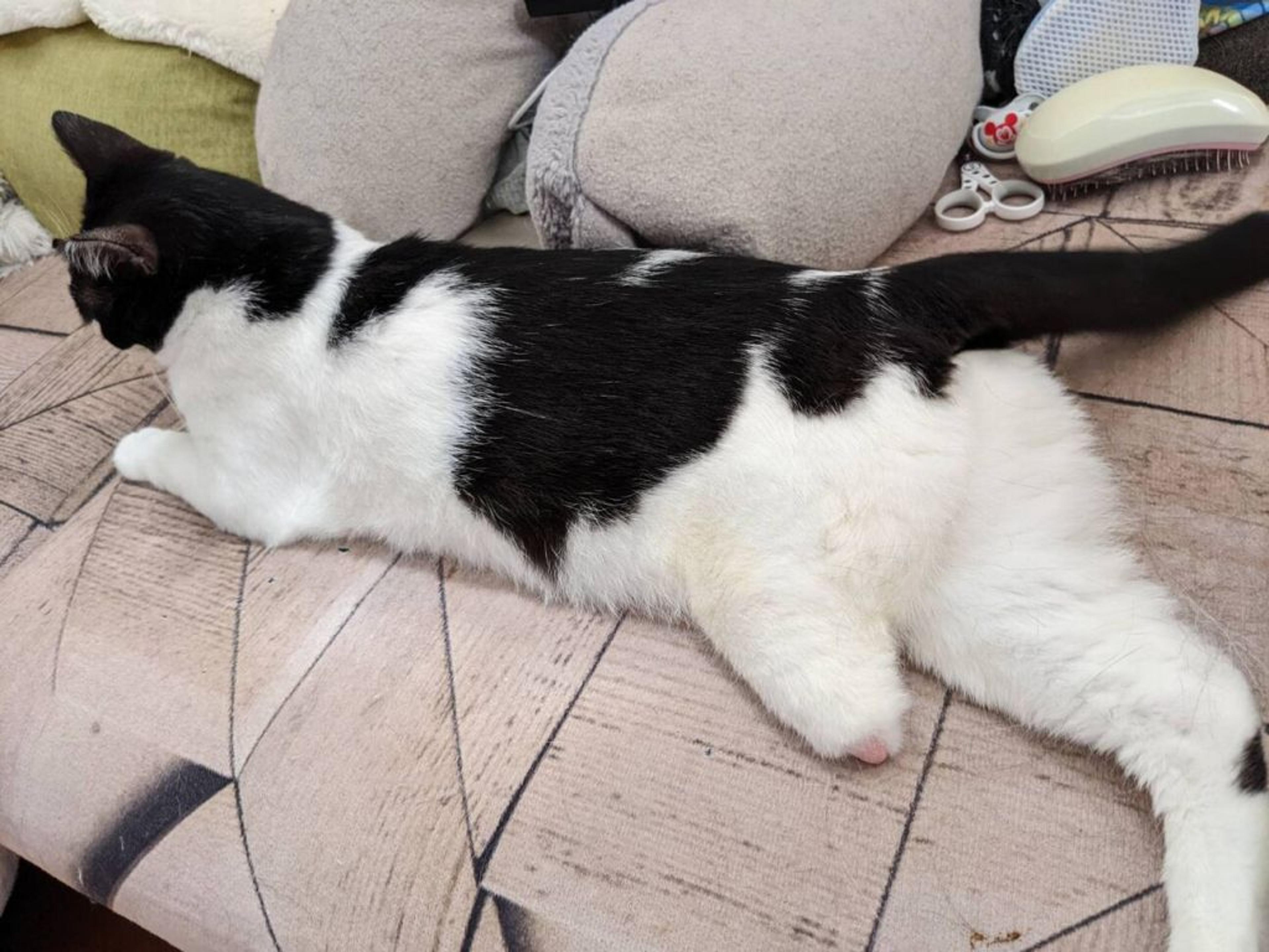 pet-image-2