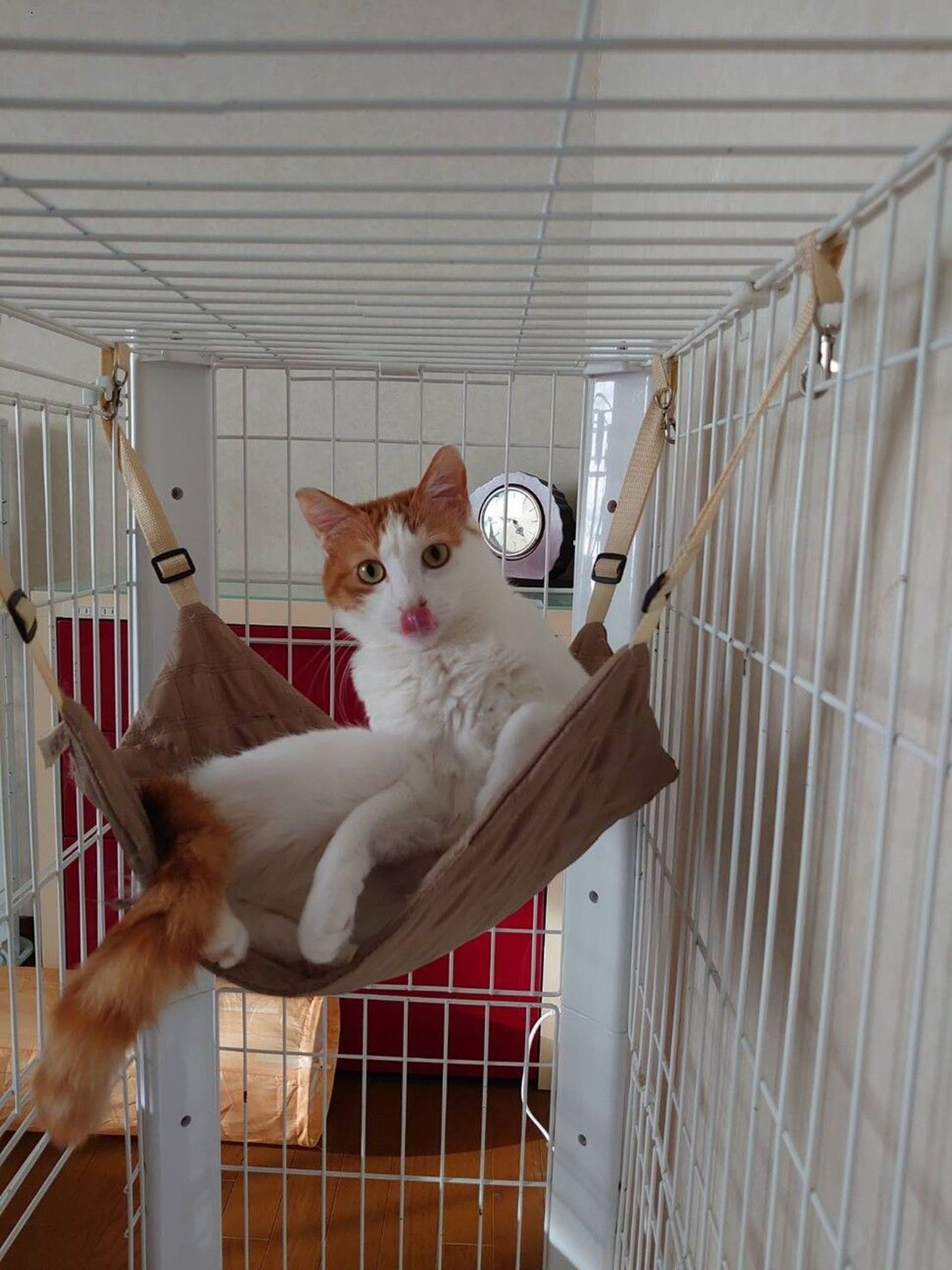 雑種（ミックス猫）・オスの里親募集の写真