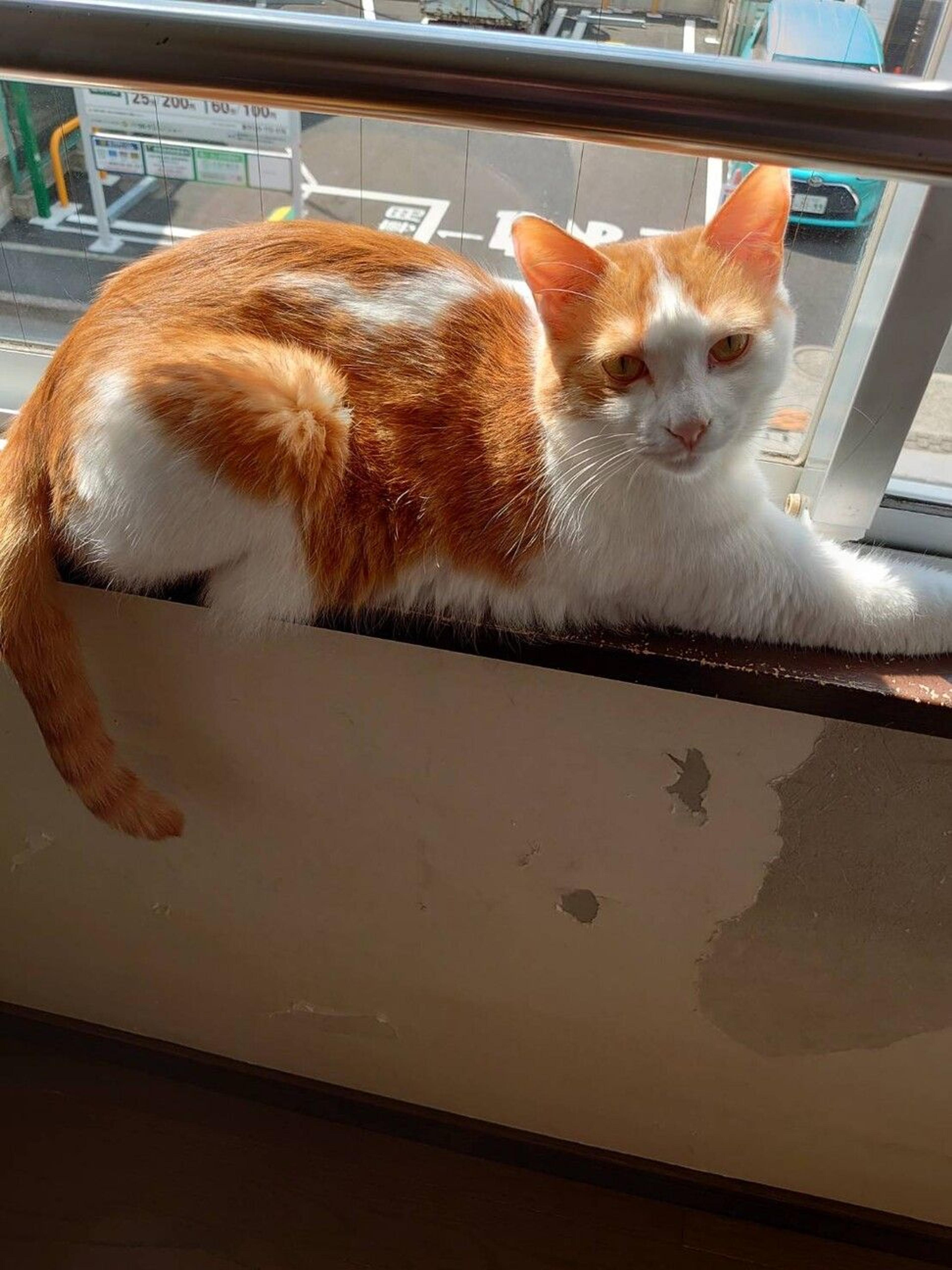pet-image-2
