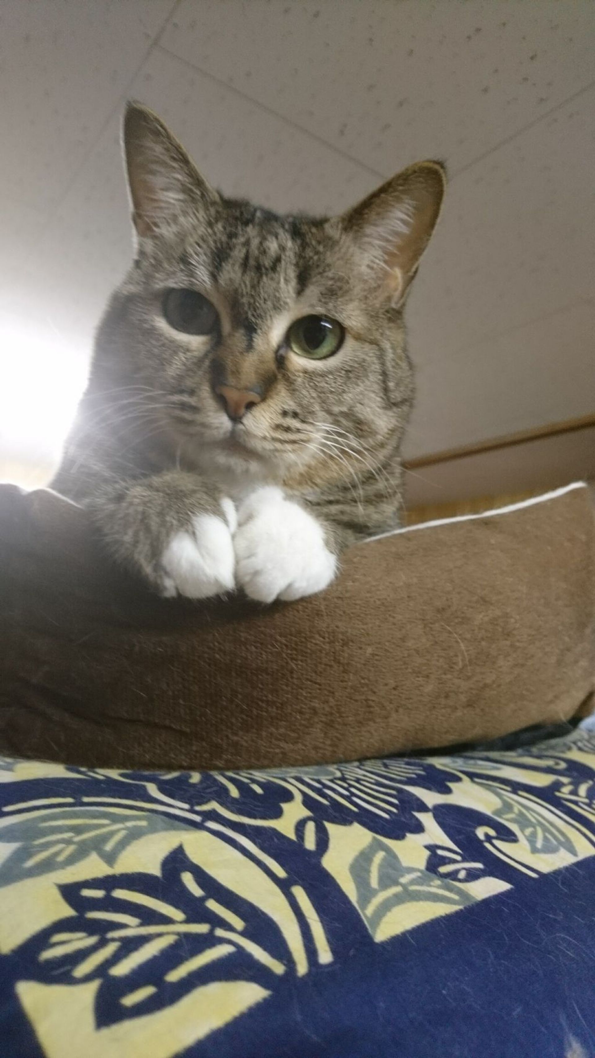 雑種（ミックス猫）・メスの里親募集の写真