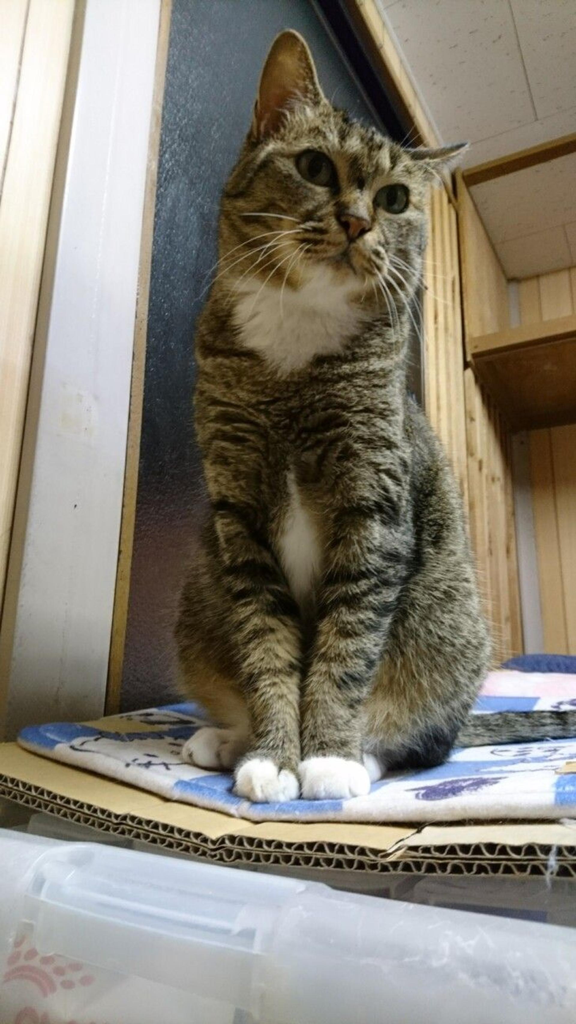 pet-image-2