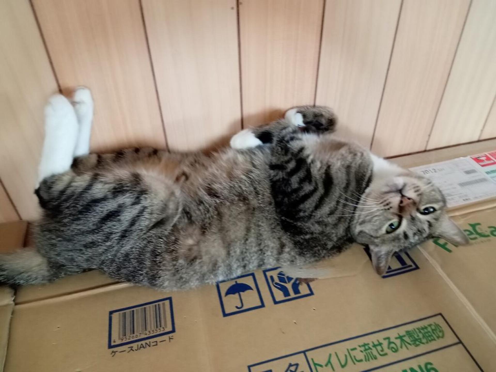pet-image-3