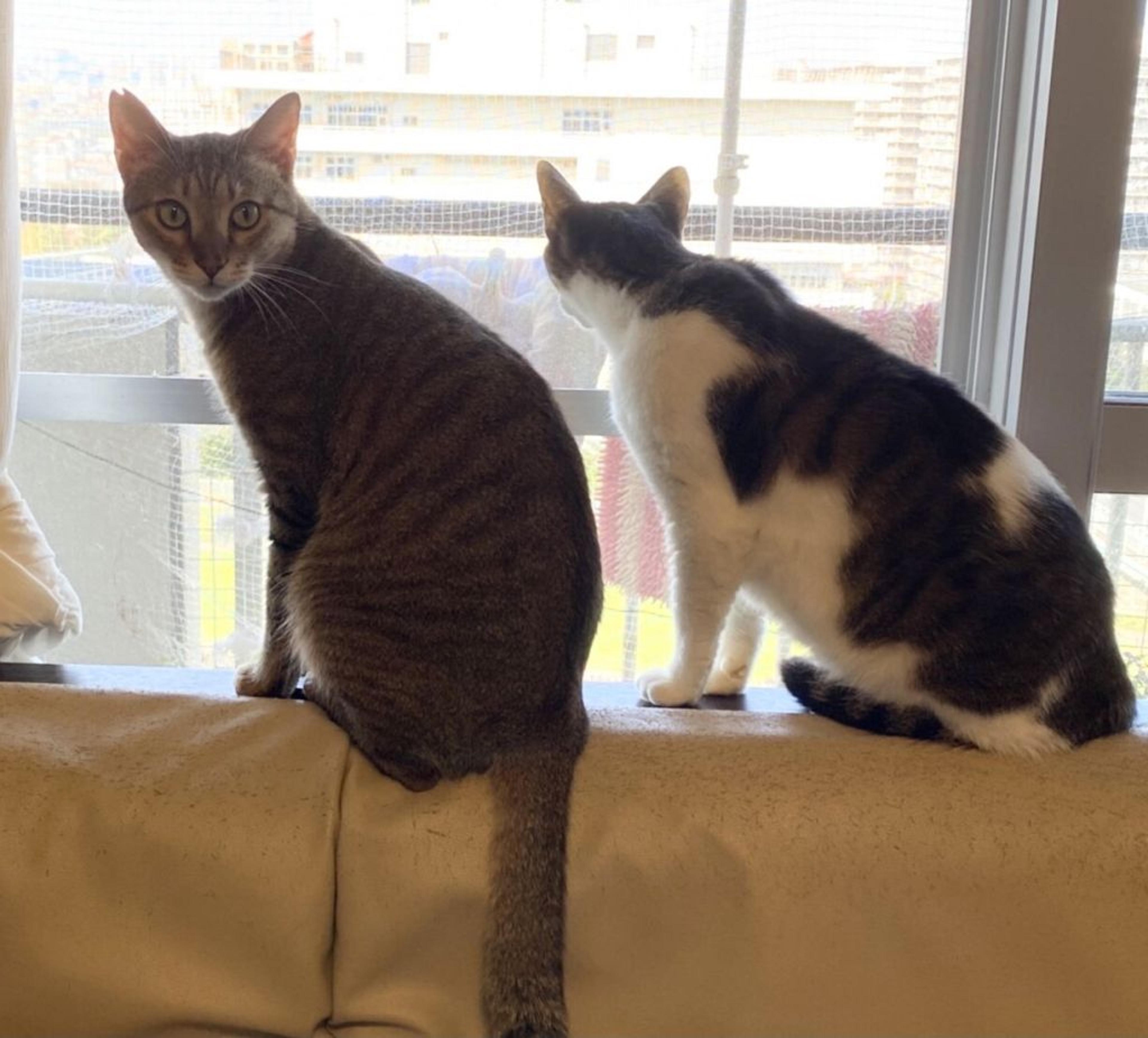 pet-image-2