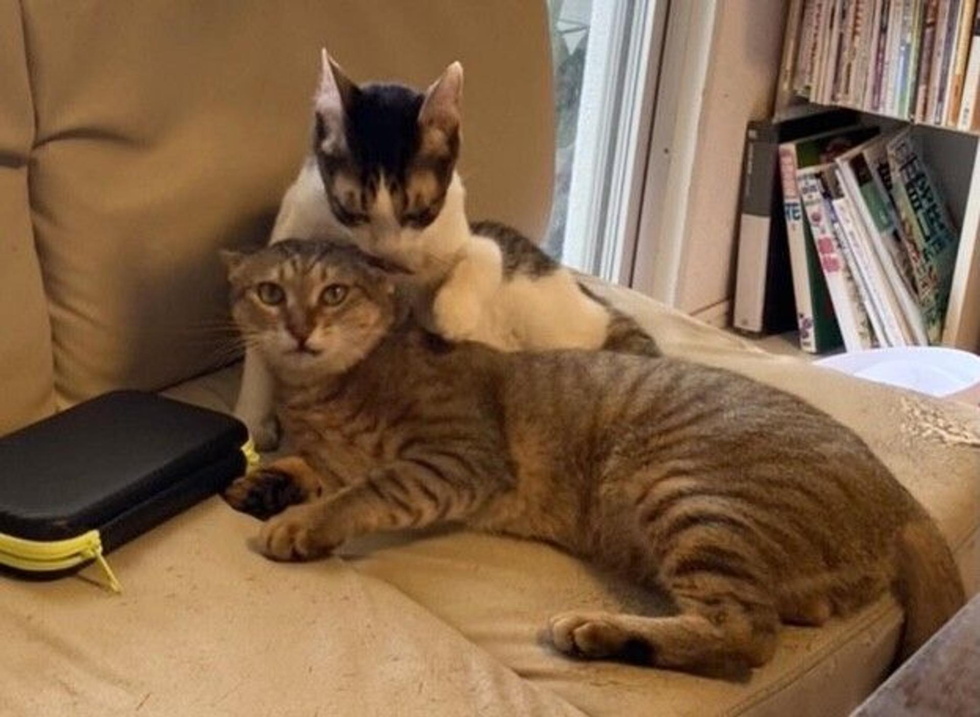 pet-image-3