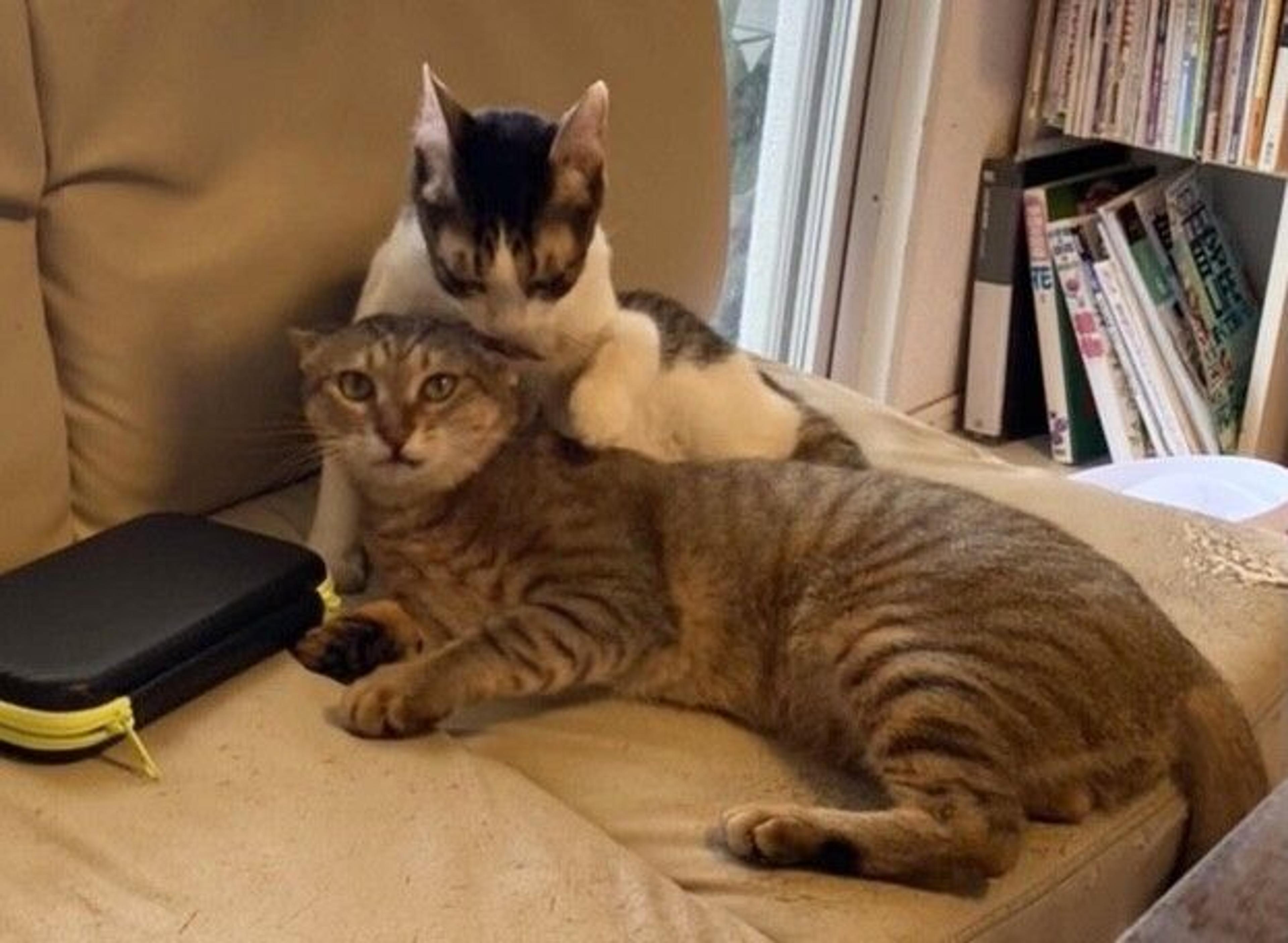 pet-image-3