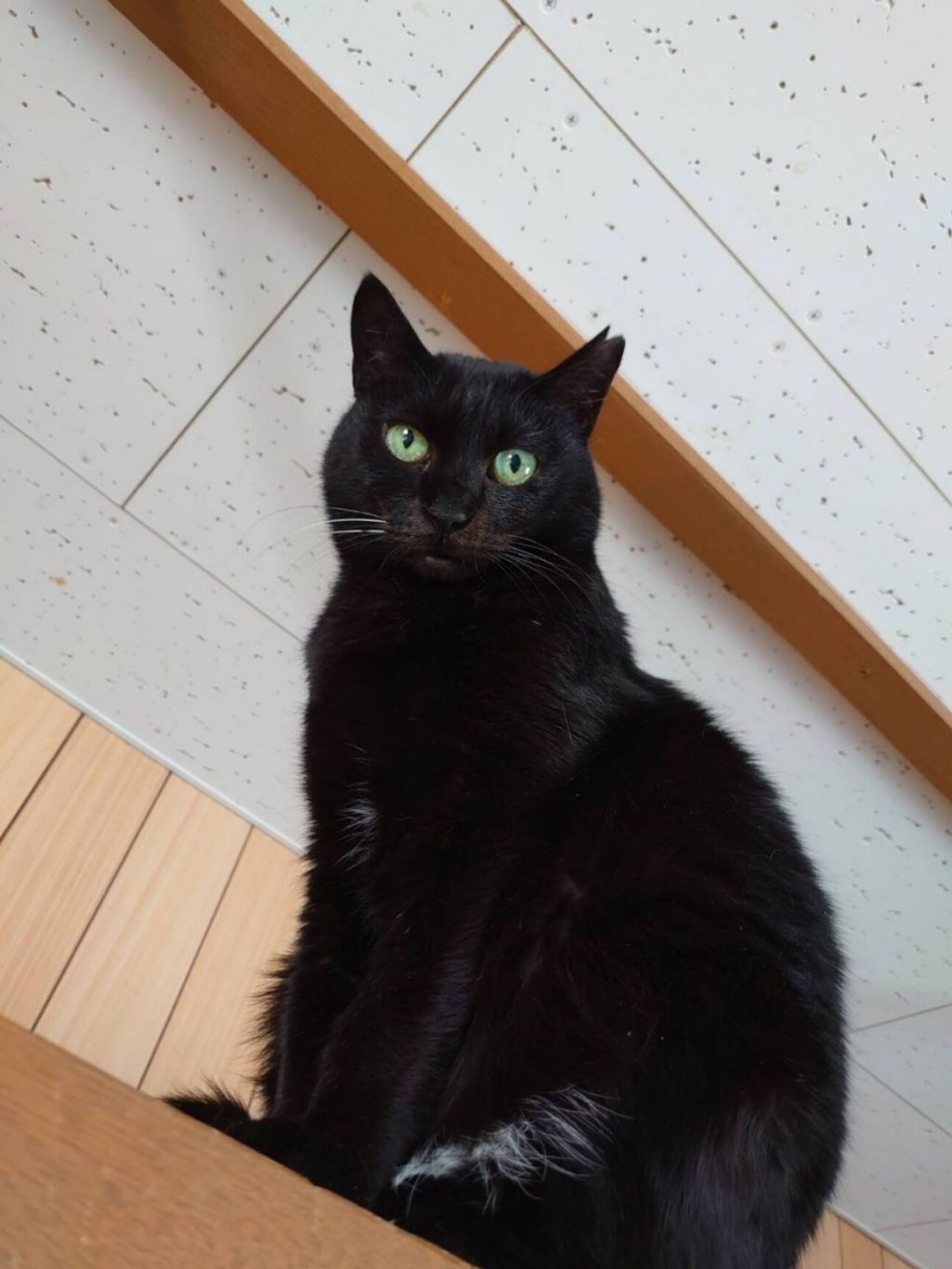雑種（ミックス猫）・メスの里親募集の写真