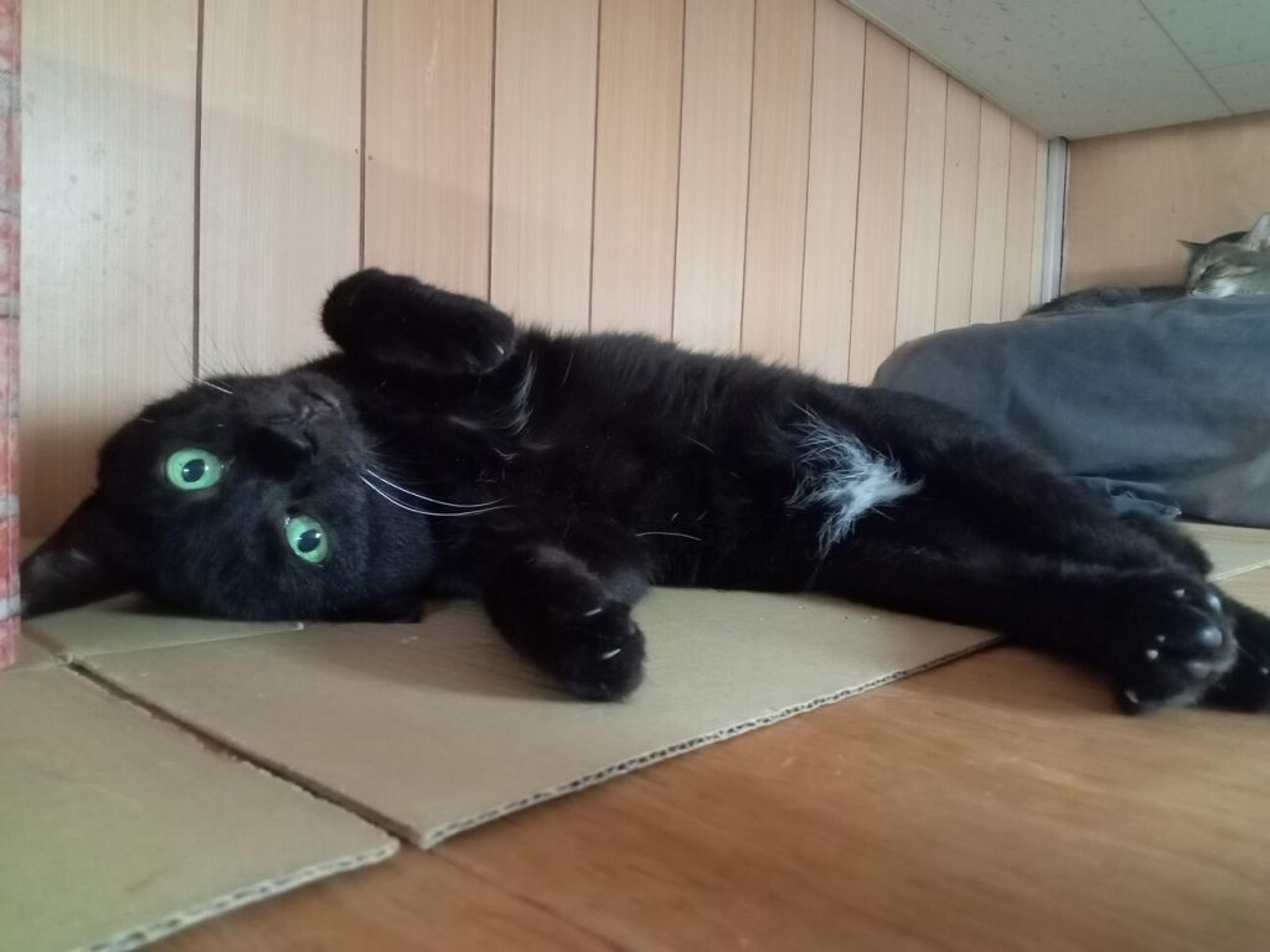 pet-image-2
