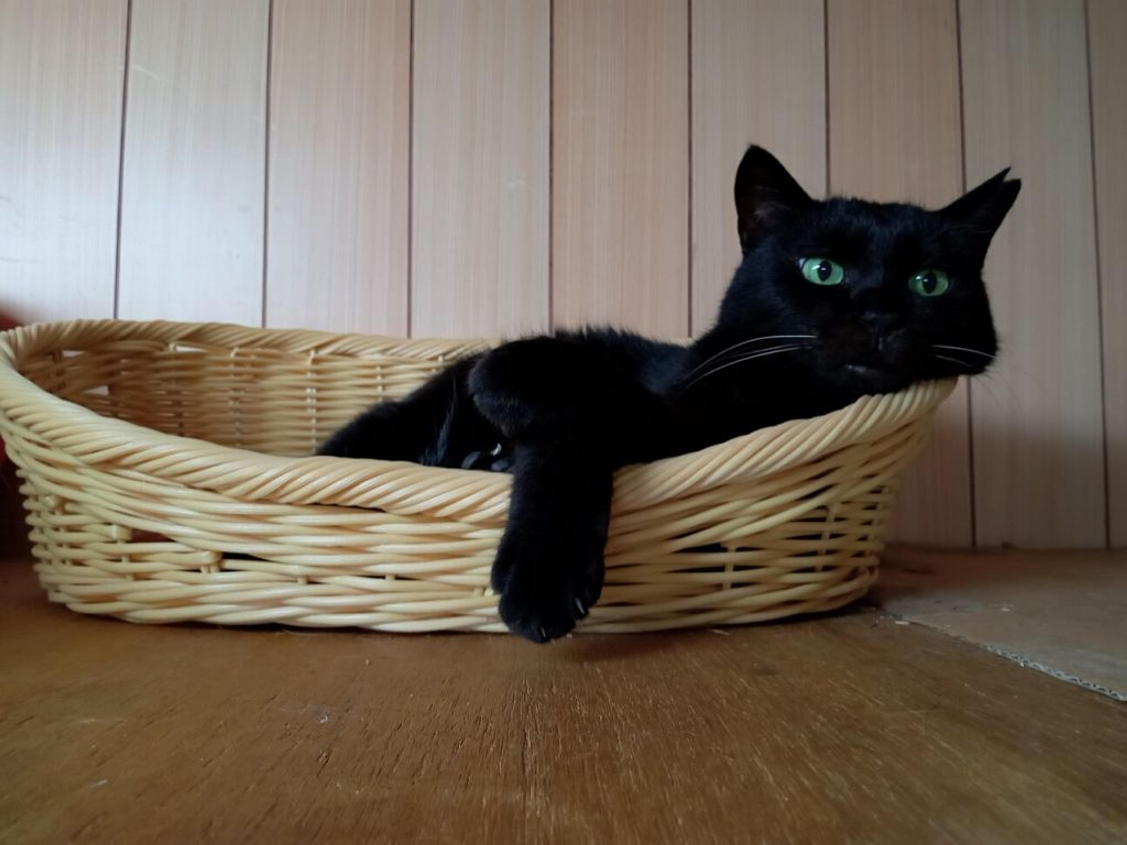 pet-image-3